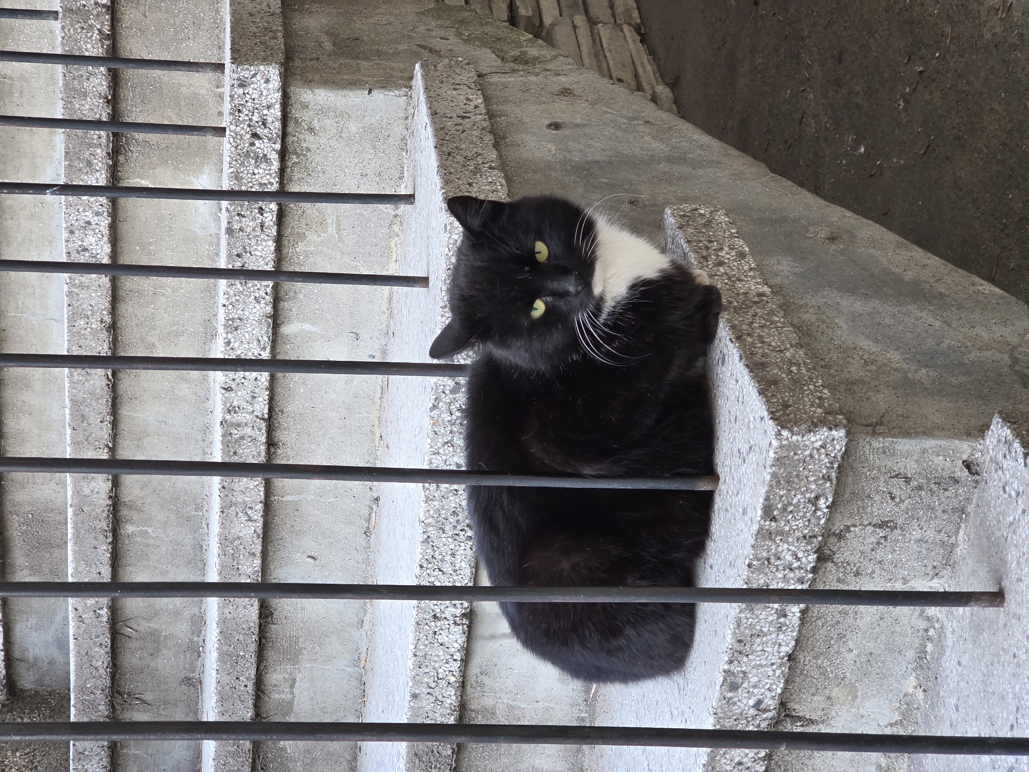 A black domestic short-haired cat with a white chest and muzzle, and prominent green eyes, is observed sitting on the third step of an outdoor stone staircase. The cat is positioned behind several vertical, dark-colored metal railing bars that partially obscure its body. The stairs are constructed from light grey, weathered concrete or stone with visible aggregate, and ascend from the lower left to the upper right of the frame. To the right of the staircase, a darker, textured concrete or stone wall is visible, descending to an uneven, dark ground surface. The scene is located in the city of Varna, Bulgaria. No human subjects are present. The cat is looking directly forward.