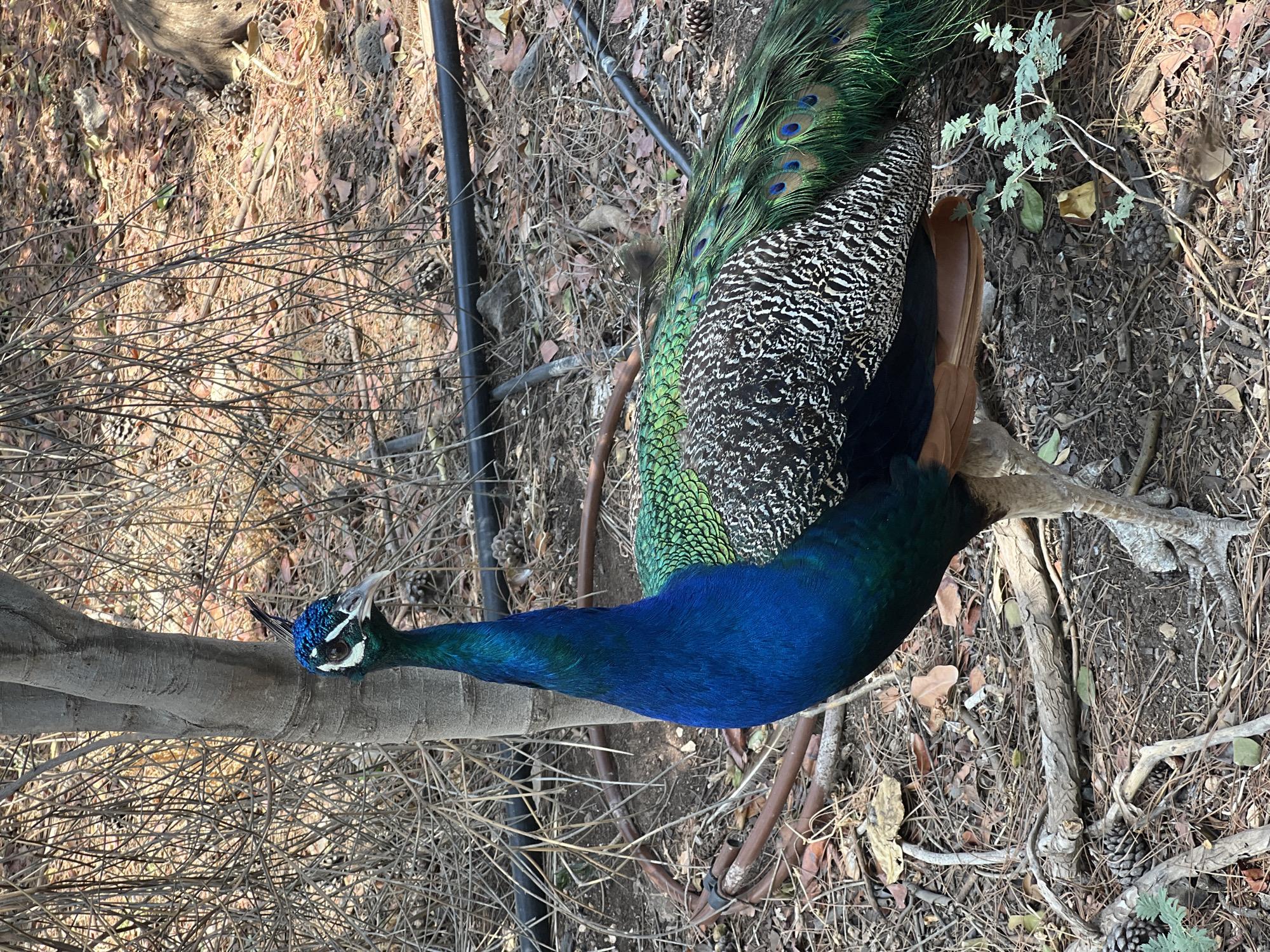 The image shows a male peacock standing in a dry, wooded area, likely in Emek HaYarden Regional Council, Israel. The peacock is facing left, with its head turned towards the camera. It has vibrant blue and green iridescent plumage. Its long train of feathers, adorned with characteristic "eyes," trails behind it. The ground is covered with dry leaves, pinecones, and twigs, indicating a natural, somewhat arid environment. A tree trunk is visible behind the peacock, and branches and dry vegetation fill the background. There are also some black irrigation pipes running along the ground. The lighting suggests it is daytime, with dappled sunlight filtering through the trees.