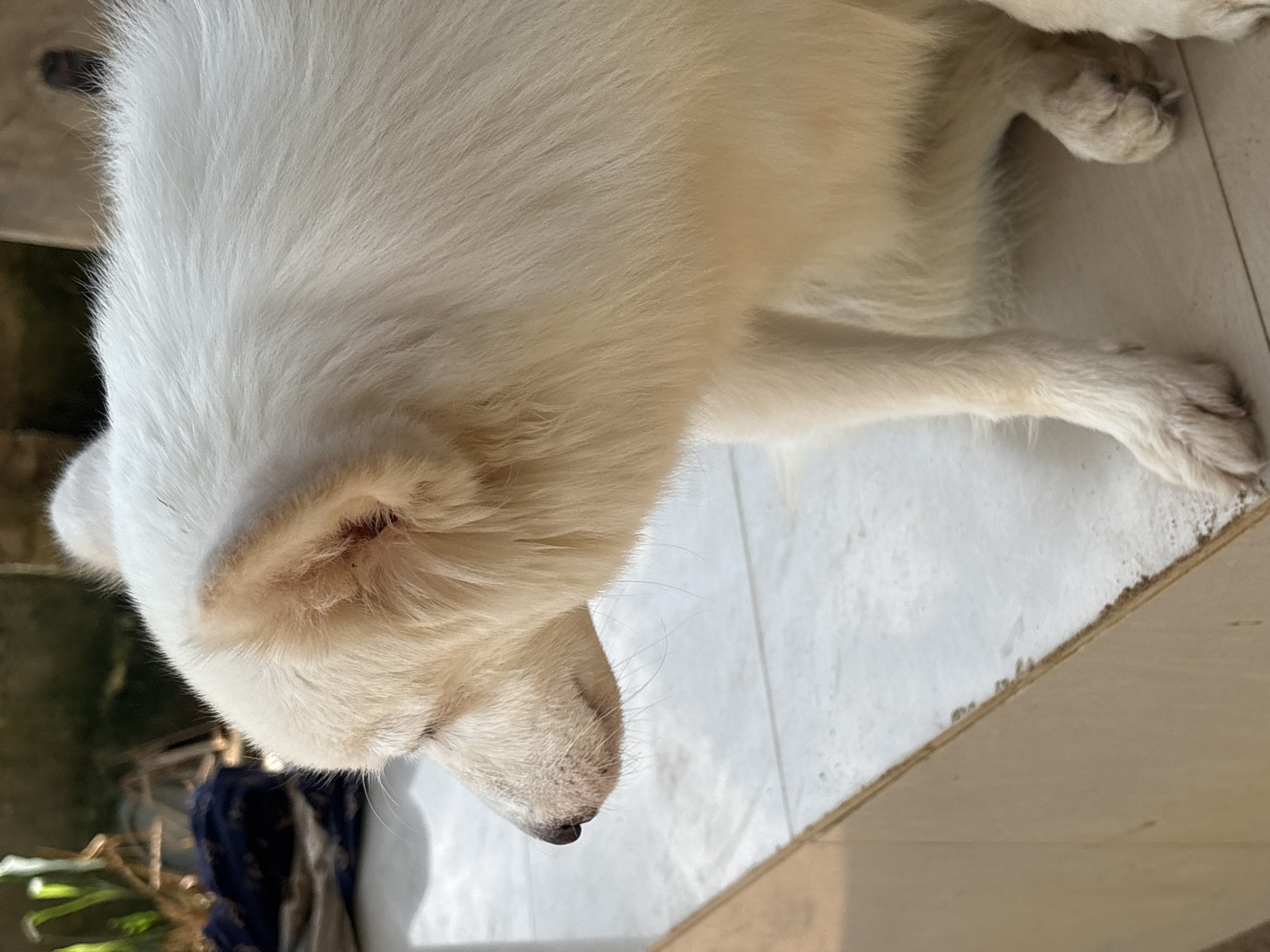 The image shows a close-up view of a white dog lying down on a tiled floor. The dog's head is the primary focus, with its fur appearing fluffy and soft. Its eyes are closed, suggesting it is resting or sleeping. The dog's nose is dark and wet, and its snout is visible. One of the dog's paws is extended forward, showing its fur and claws. The background consists of a tiled surface and a glimpse of what appears to be vegetation or an outdoor setting, with a hint of shadow suggesting sunlight. The lighting suggests it is daytime. The scene appears to be in a domestic or outdoor space in Ikot Ekpene, Nigeria.