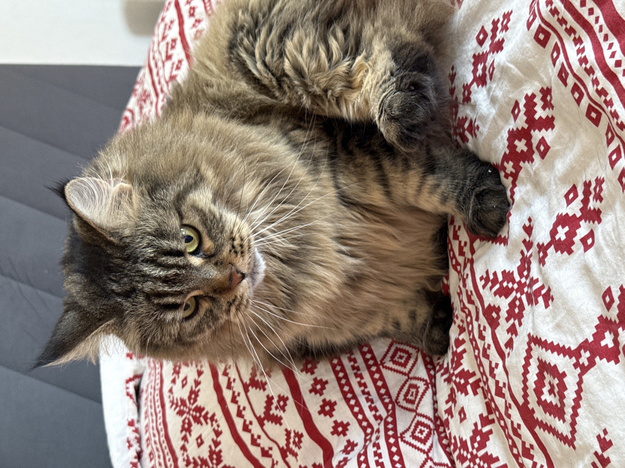 A medium-shot, overhead view shows a long-haired tabby cat lying on a white bedspread with a red snowflake and geometric pattern. The cat is positioned diagonally in the frame, its head in the lower left corner. Its eyes are open, and its whiskers are prominent. A gray surface is visible in the upper left corner, possibly part of the bed frame or adjacent furniture. The scene is indoors, likely in a residential setting. There is no indication of the location being Izhevsk, Russia.