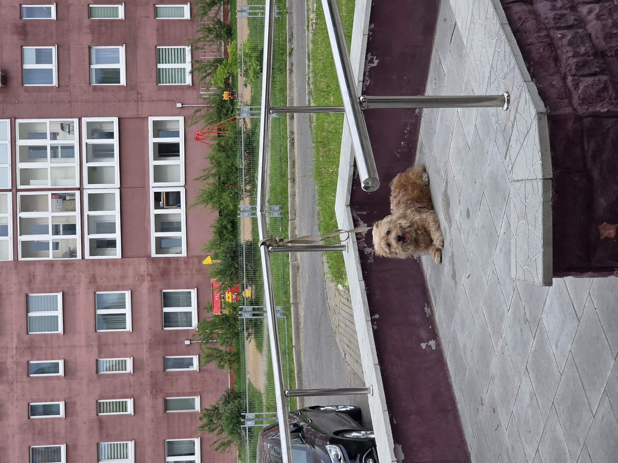 A light brown, shaggy-haired dog is lying on a tiled patio, tethered by a leash to a metallic silver railing in the city of Unknown, Unknown. The dog faces left with its mouth open. Behind the railing, a black car is partially visible on an asphalt road. Beyond the road, a strip of grass, a metal fence, and green bushes lead to a children's playground with a red swing set and yellow equipment. The background features a multi-story residential building painted dark reddish-purple, adorned with numerous white-framed windows, some fitted with blinds, and several enclosed glass balconies. The scene is illuminated by soft, natural light, and no people are present.