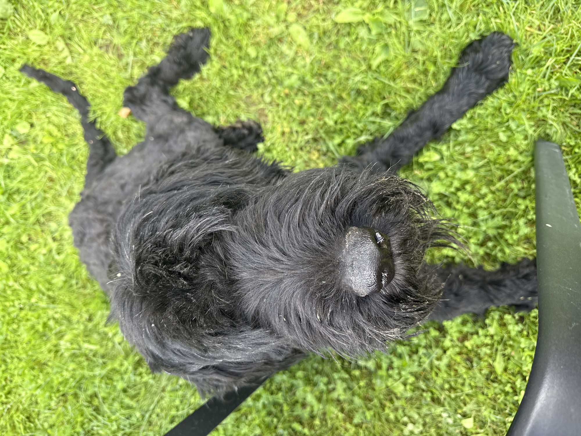 A black dog lies on a green grassy lawn. The dog is positioned in the center of the frame, facing slightly upwards towards the camera. Its fur is shaggy, and there are some white specks on its head and nose. A black leash is visible on the left side of the image. In the foreground, a black object, possibly part of a chair or bench, is present. The background consists entirely of the green grass. The image appears to be taken outdoors, likely in a park or backyard setting. There is no discernible information to suggest a specific location within the city of Mahilyow, Belarus.