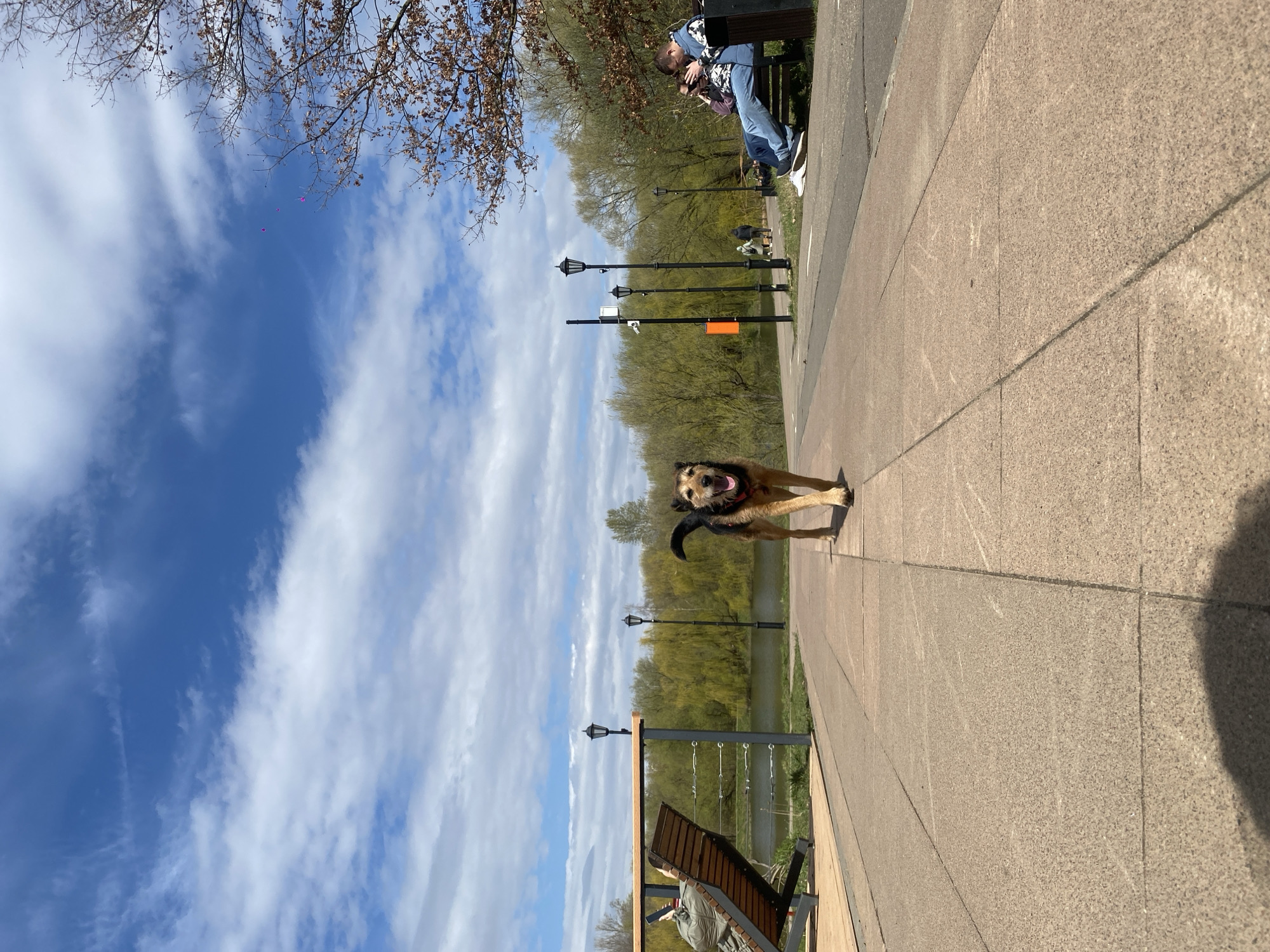 The image depicts a brown and black dog running on a paved walkway in a park setting. In the background, there is a body of water with trees lining the opposite bank. Street lamps are spaced along the walkway near the water's edge. On the right, people are visible near a bench. The sky is blue with white clouds. The overall scene suggests an outdoor recreational area, possibly in Moscow, Russia.