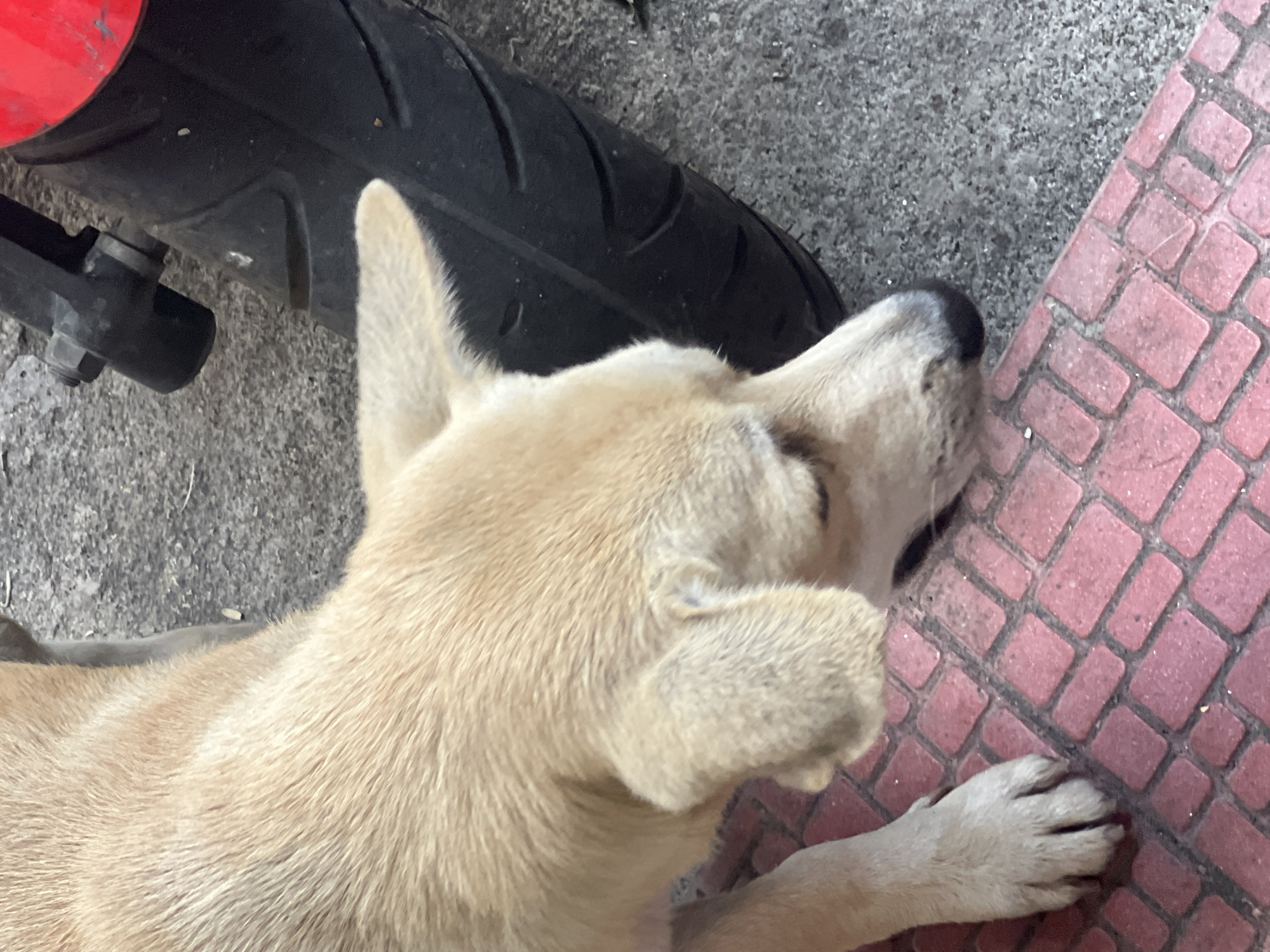 A light brown dog, with its head down and focused on the ground, is positioned on the left side of the frame. Its paws are resting on a textured red surface, possibly a mat or patterned pavement. To the right of the dog is the rear tire of a motorcycle, predominantly black with visible tread patterns. A portion of the motorcycle's red bodywork is visible in the upper right corner. The background consists of a grey, granular surface, likely asphalt or concrete. The scene appears to be outdoors on a street or sidewalk in Denpasar, Indonesia, suggested by the presence of a motorcycle and the typical urban ground textures.