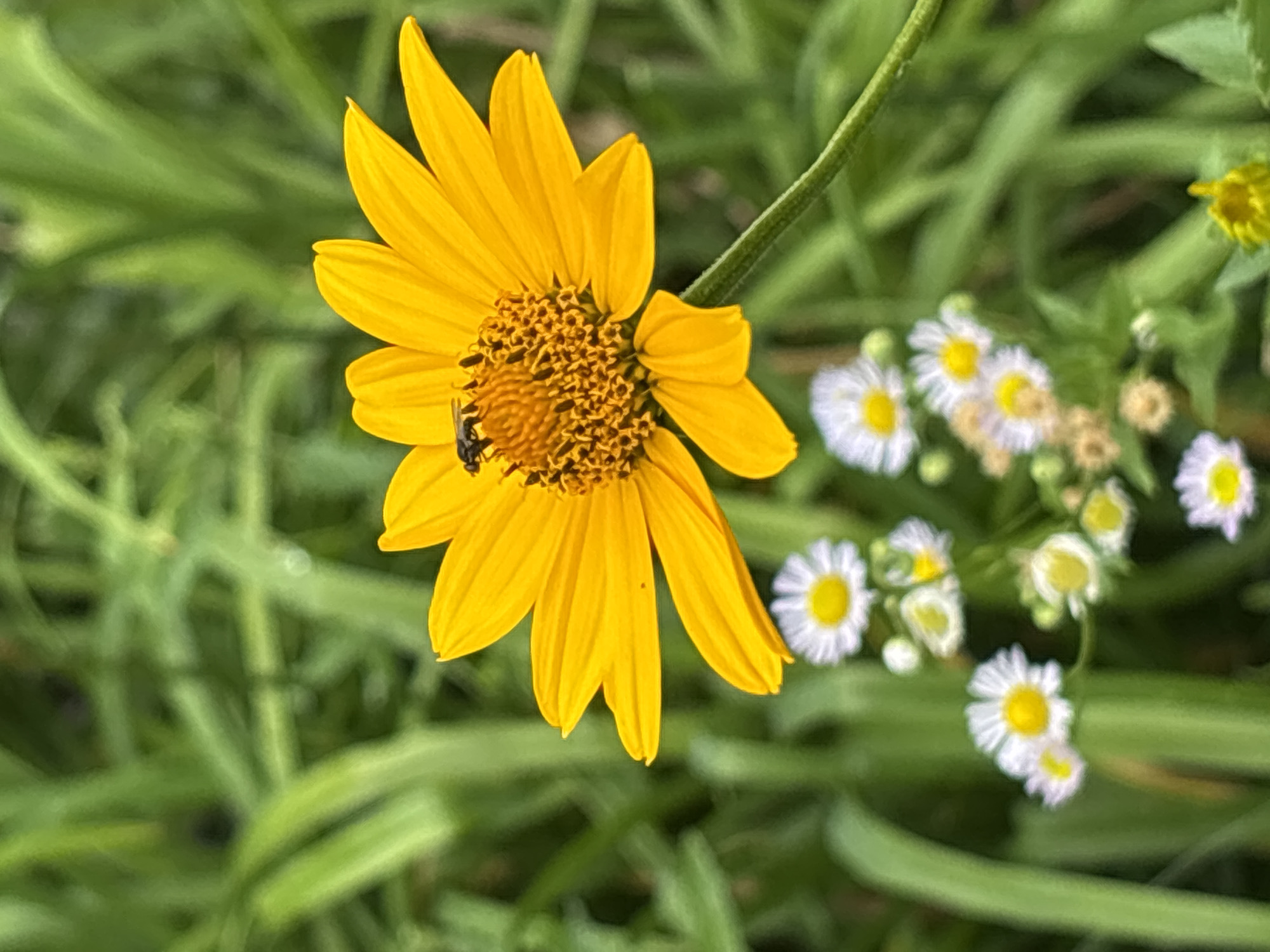 A close-up shot shows a bright yellow flower with a dark center. A small insect, possibly a bee or fly, is perched on the center of the flower. The flower is in focus, with its petals extending outward. In the background, out of focus, are green blades of grass and several small white flowers with yellow centers. The overall lighting suggests it is daytime. There is no indication of the city of Minsk, Belarus, in the image.