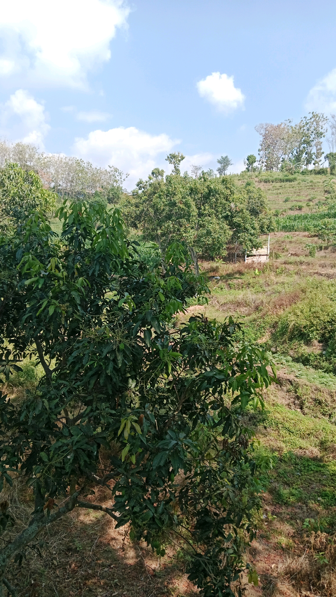 In Balegondo, Indonesia, a natural landscape unfolds under a bright, partly cloudy sky. The foreground is dominated by the dense foliage of a leafy tree, its branches reaching outwards, casting dappled shadows on the dry, earthy ground below. Beyond this tree, a gentle slope descends, covered in a patchwork of greenery and dry vegetation. On this slope, a small, light-colored structure, possibly a shelter or shed, is visible, constructed from natural materials. The terrain further up the hill is terraced, with rows of crops, likely corn, evident in the mid-ground. Several other trees, varying in size and foliage, are scattered across the landscape, adding to the rural, natural feel of the scene. The overall impression is one of a serene, rural environment in Indonesia.