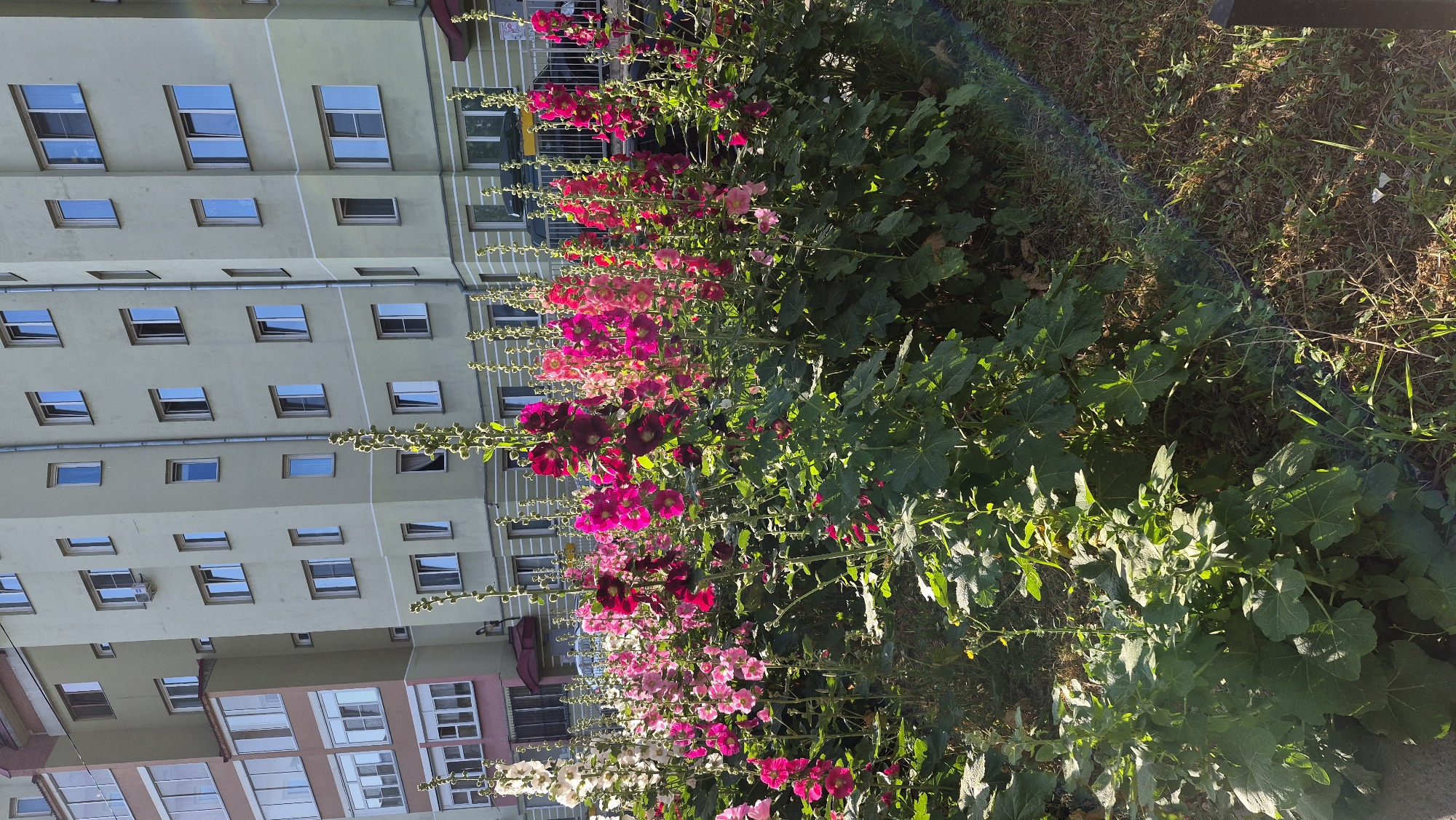 In Novosibirsk, Russia, a row of tall hollyhock flowers in various shades of pink, magenta, and white are in bloom in front of a light yellow apartment building. The building has multiple stories with numerous windows. A sidewalk or paved area is visible in the foreground, with green grass and dry brush along the base of the flowers. The image is captured on a sunny day, with shadows cast on the ground and building. The overall scene depicts a residential area with natural elements.