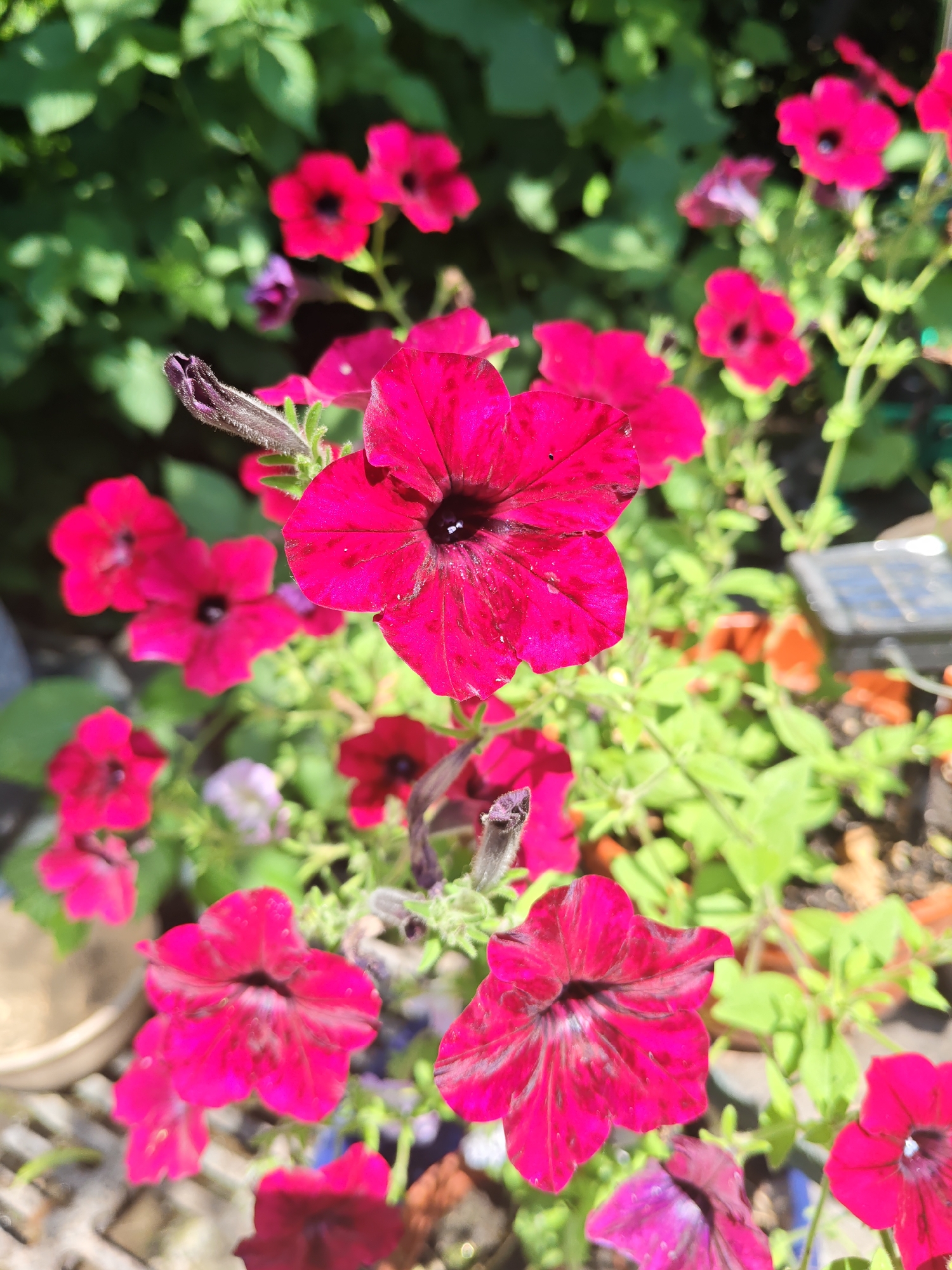 In Unarokovo, Russia, a cluster of vibrant fuchsia petunias blooms in a garden. The foreground is dominated by a large, open petunia, its petals a rich magenta with dark streaks radiating from the dark center. To its left and below are several more open petunias, varying in size and angle, all displaying the same striking color. To the upper right, a darker, unopened bud with fuzzy texture is visible, contrasting with the fully bloomed flowers. The background is a soft blur of green foliage, indicating a dense planting. Sunlight filters through the leaves, casting a dappled effect on the scene. Partially visible in the upper right background is a small, dark solar-powered garden light with a blue panel. The ground beneath the flowers appears to be a mixture of soil and the edge of a light-colored, possibly concrete or stone, patio.