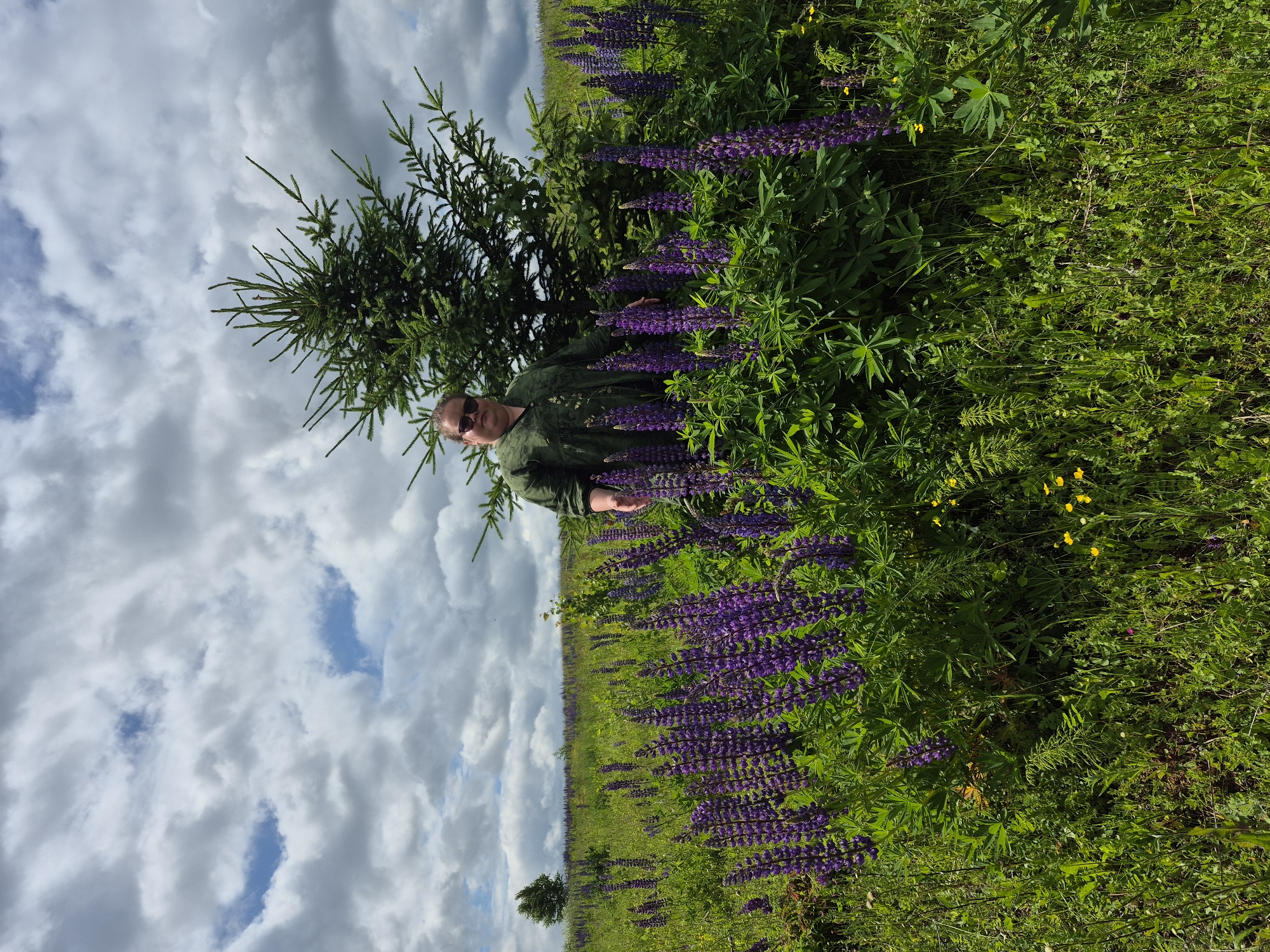 A person stands in a field of purple lupine flowers and green grass. A small evergreen tree is to the right of the person. The sky is filled with white and gray clouds. The location is a field outside of the city of Doyna, Russia.