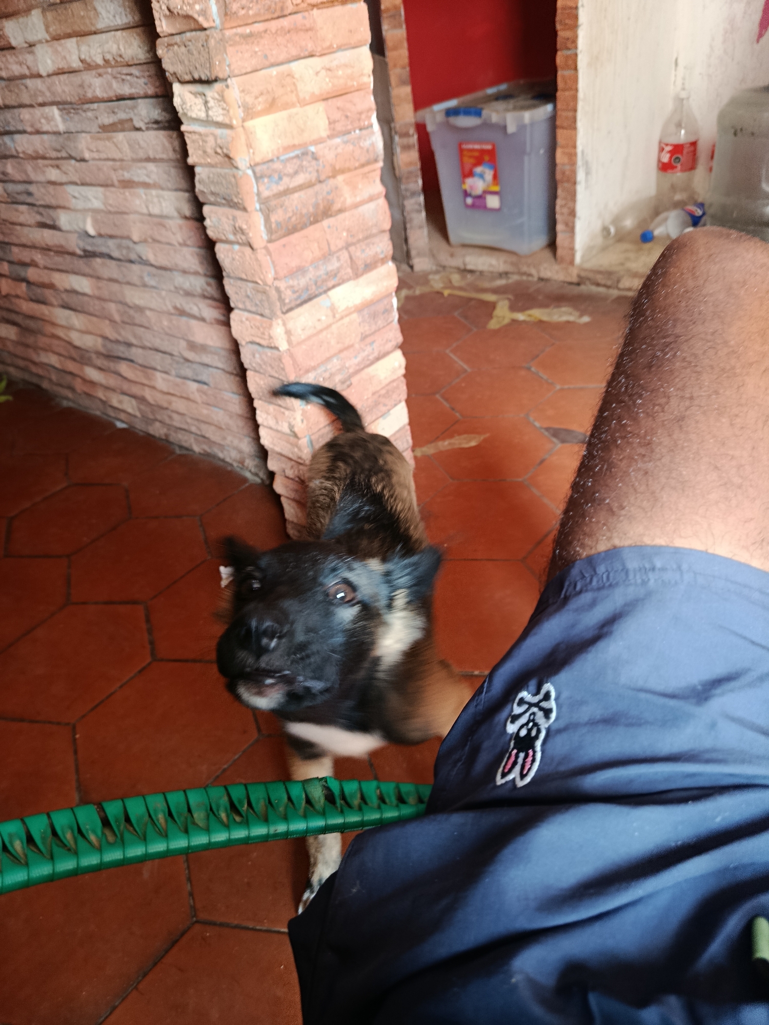 This image, taken in Juan Griego, Venezuela, depicts a partial interior or covered outdoor scene from a low vantage point. The central subject is a medium-sized dog with primarily dark brown and black fur, possessing a dark muzzle and expressive dark eyes, looking upwards towards the immediate right. Its tail is visible, curving upwards behind its body.
To the right of the dog, the lower right quadrant of the image is occupied by the hairy right leg of an adult person, clad in dark blue athletic shorts featuring a white and pink embroidered logo depicting a stylized rabbit or similar creature. The person is implied to be seated. In the immediate foreground, a green, horizontally oriented object with a distinct woven or braided texture, possibly a chair armrest, extends from the lower left towards the center.
The background features a wall constructed from reddish-brown rectangular bricks, visible on the left and center. An arched or curved section of this brickwork is prominent. To the right, another section of wall contains a recessed niche with a red back wall. Inside this niche, a translucent light-blue plastic storage container with a blue lid is visible, along with an empty plastic Coca-Cola bottle, a smaller clear plastic bottle, and a partial view of a larger opaque water jug. The floor throughout the scene is covered with reddish-orange hexagonal tiles separated by darker grout lines, with some discoloration or debris visible near the wall recess.