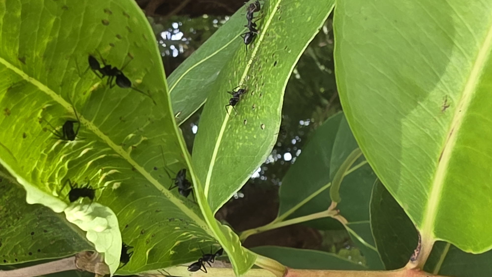A close-up shot depicts several large, black ants on and beneath bright green leaves. The leaves appear to be part of a plant with smooth, glossy surfaces. Some of the leaves have small holes or damage. The ants are mostly stationary, with some possibly feeding or exploring the leaf surfaces. The background consists of blurred foliage and a hint of bright, diffused light. The location, Lhokseumawe, Indonesia, cannot be determined from the visual information alone.