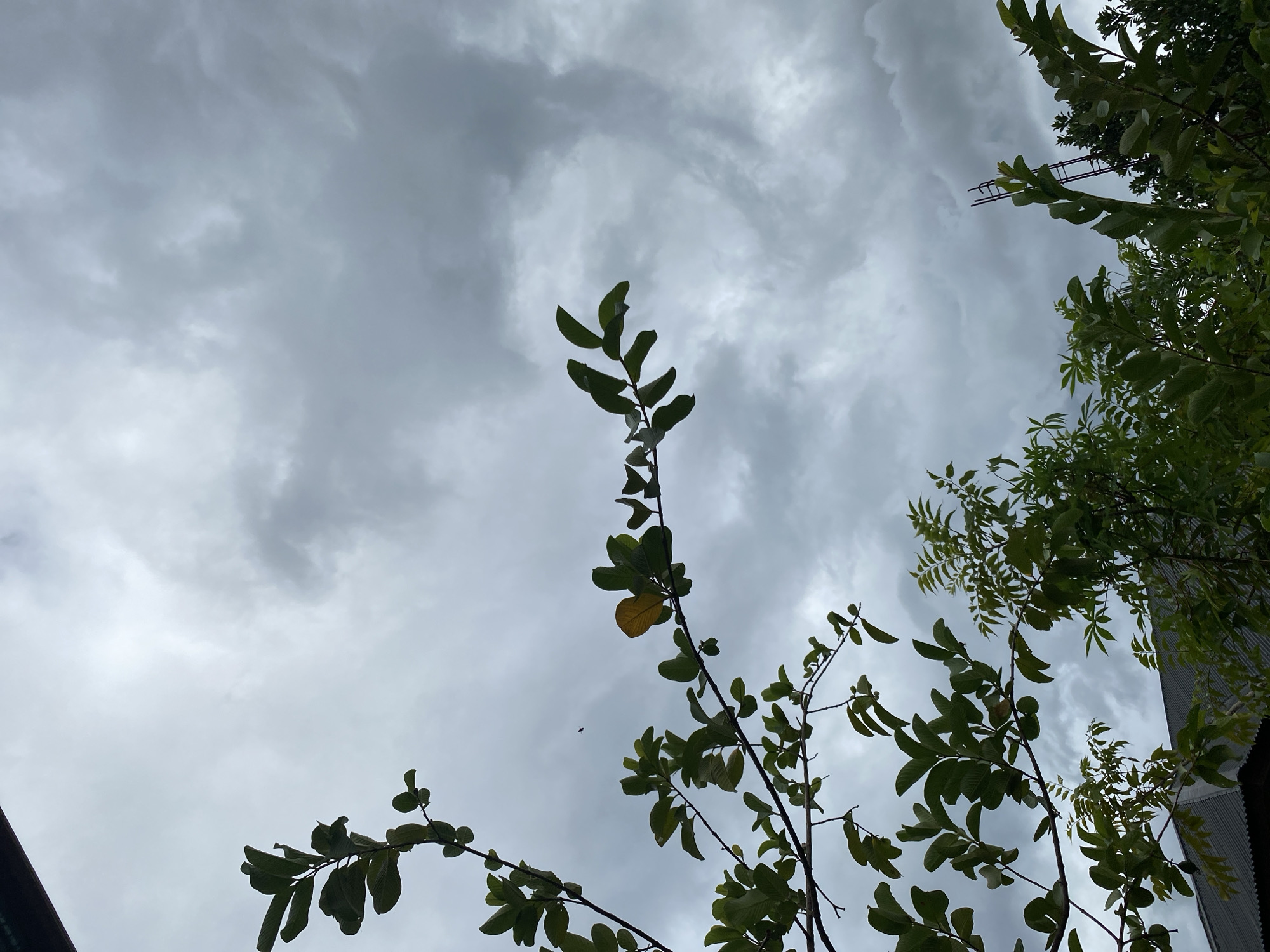 The image shows a cloudy sky with branches of a tree in the foreground. There are green leaves on the branches, and one yellow leaf is visible. A small bird is flying in the sky. In the lower part of the image, there are more trees and a part of a roof. The scene appears to be outdoors, with a focus on the sky and vegetation.