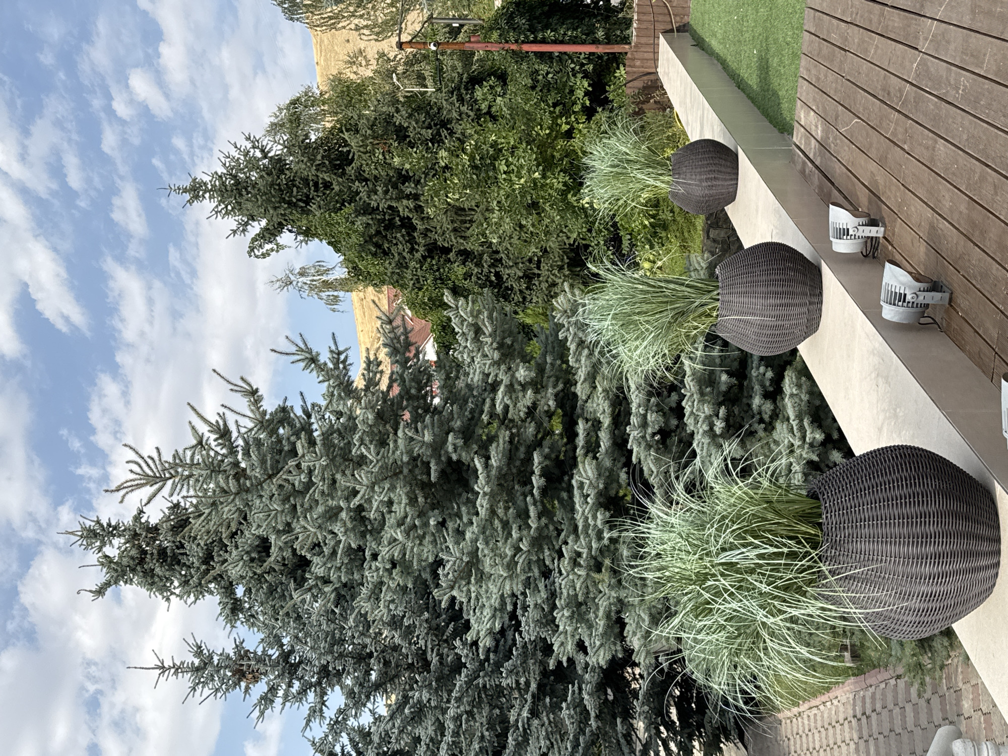 In Arashan, Kyrgyzstan, a low-angle, wide shot captures a landscaped outdoor area. The foreground features a wooden deck with two spotlight fixtures. A light-colored concrete wall runs horizontally across the midground, topped with three large, dark woven planters containing tall, wispy green ornamental grasses. Behind the wall, a variety of evergreen trees dominate the scene. To the left, several blue spruce trees stand tall. To the right, a dense, dark green evergreen tree is prominent, with a lighter, less dense evergreen to its right. In the background, the rolling, golden hills of the Arashan landscape are visible, with glimpses of red-tiled roofs and buildings suggesting a residential area. The sky above is a bright blue, dotted with fluffy white clouds. A red pole with a security camera is visible on the right side of the frame. The image depicts a serene and well-maintained garden setting.