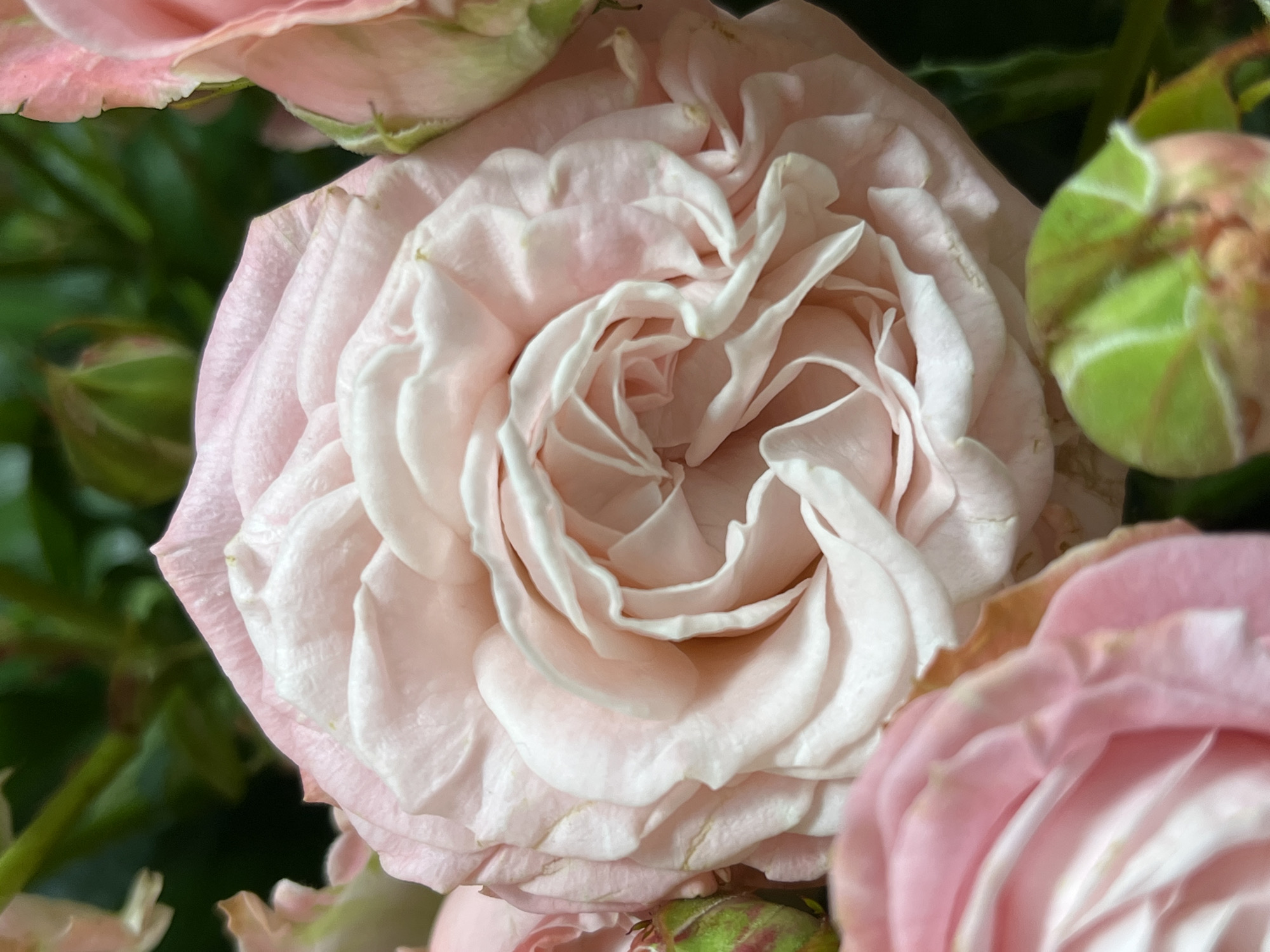 A close-up, low-angle, vertical shot captures the intricate details of pale pink rose petals, layered in a spiral pattern. Some petals are tinged with white and have delicate, slightly crinkled edges. In the foreground, a partially opened pink rose bud with green sepals is visible, as is a blurred, vibrant pink rose in the lower left. The background is filled with dark green foliage and hints of other pink roses. The lighting is soft, highlighting the textures and contours of the flowers. The scene is devoid of human presence. The location is not discernable from the image.
