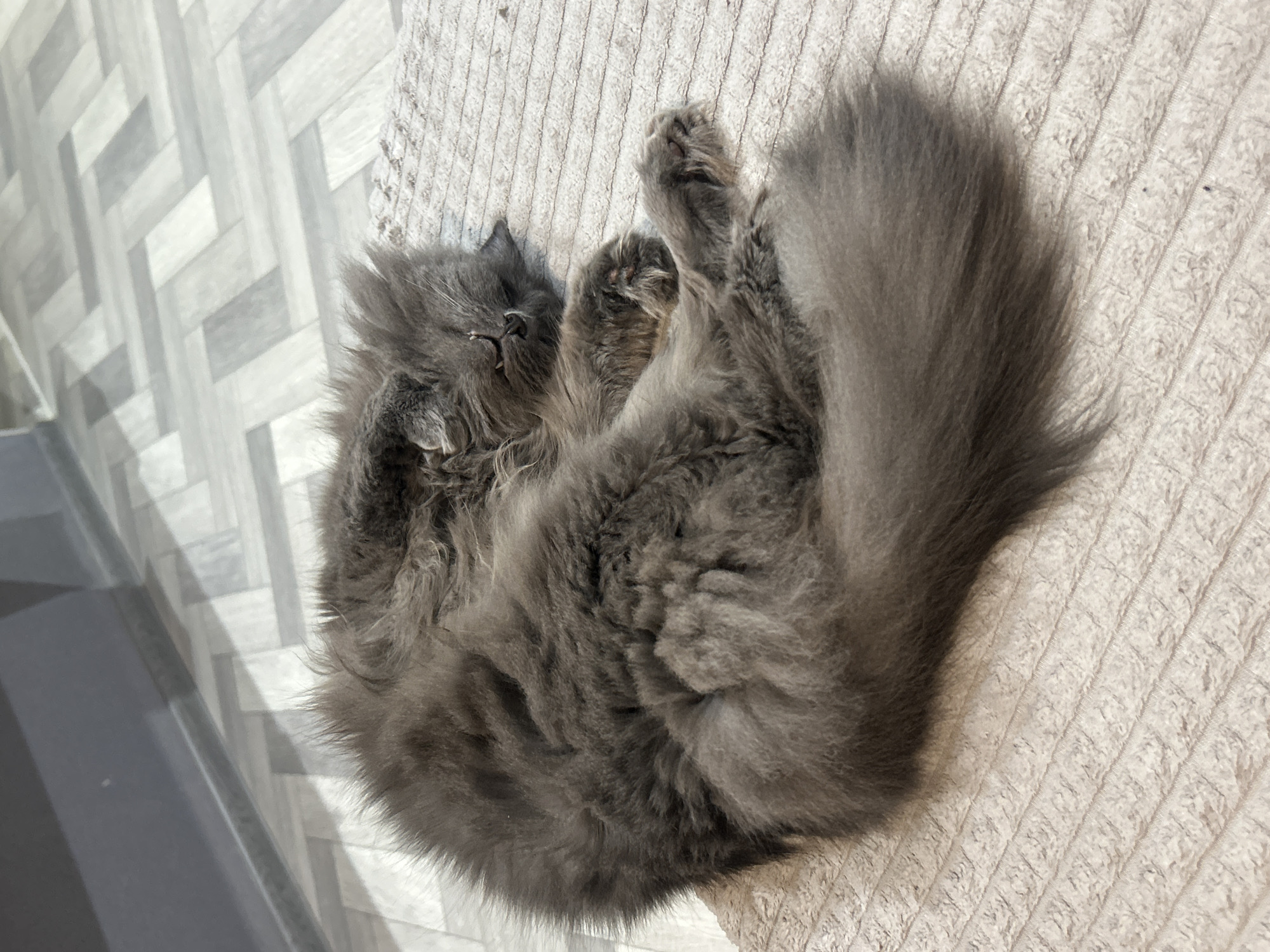 This media file features a grey, long-haired domestic cat deeply asleep indoors, located in Chaikovsky, Russia. The cat is curled into a tight, fluffy ball on a light-colored, textured blanket or rug. Its eyes are closed, and its mouth is slightly open, revealing a hint of its teeth, indicating a peaceful slumber. Its front paws are tucked close to its face, and its bushy tail is wrapped around its body.
To the left of the cat, a light-colored floor with a distinct geometric pattern, possibly herringbone or basketweave, is visible. The floor appears to be made of wood or laminate. The lighting in the image suggests daytime, with natural light illuminating the scene and casting subtle shadows on the floor. The setting evokes a sense of comfort and serenity. There is no visible text in the image.