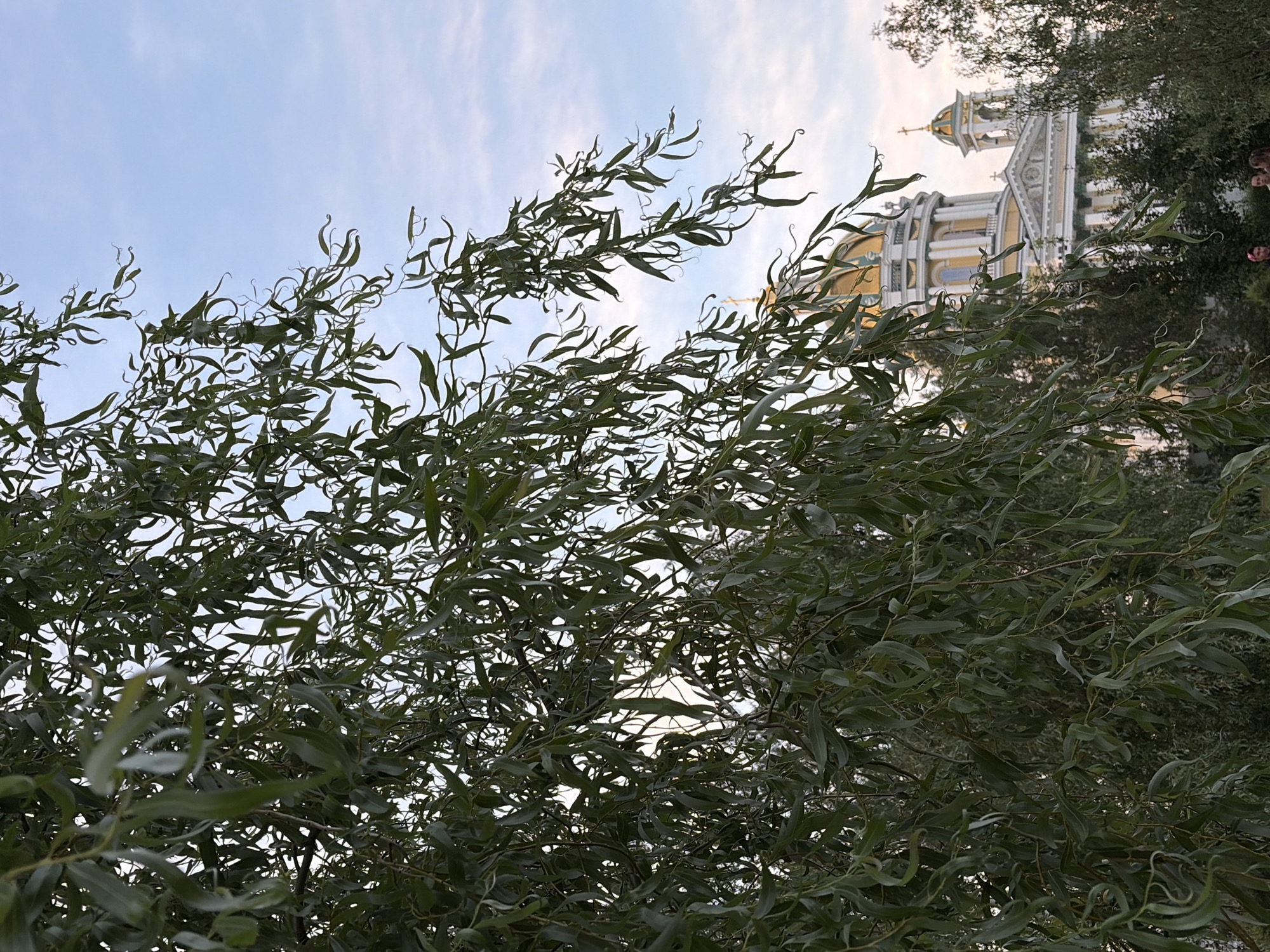In Chelyabinsk, Russia, an image captures a view through the branches of a weeping willow tree. The foreground is dominated by the tree's lush green foliage, with long, slender leaves creating a textured, organic frame. Beyond the branches, a large, ornate building with golden domes and a cross on top is visible. The architecture suggests a religious or historical significance, possibly a cathedral or a significant landmark. The sky above is a pale blue with soft, wispy clouds. The overall scene is tranquil, with the natural elements of the tree contrasting with the man-made structure. A few people are visible in the distance, near the base of the building, adding a sense of scale and human presence to the grand architecture.