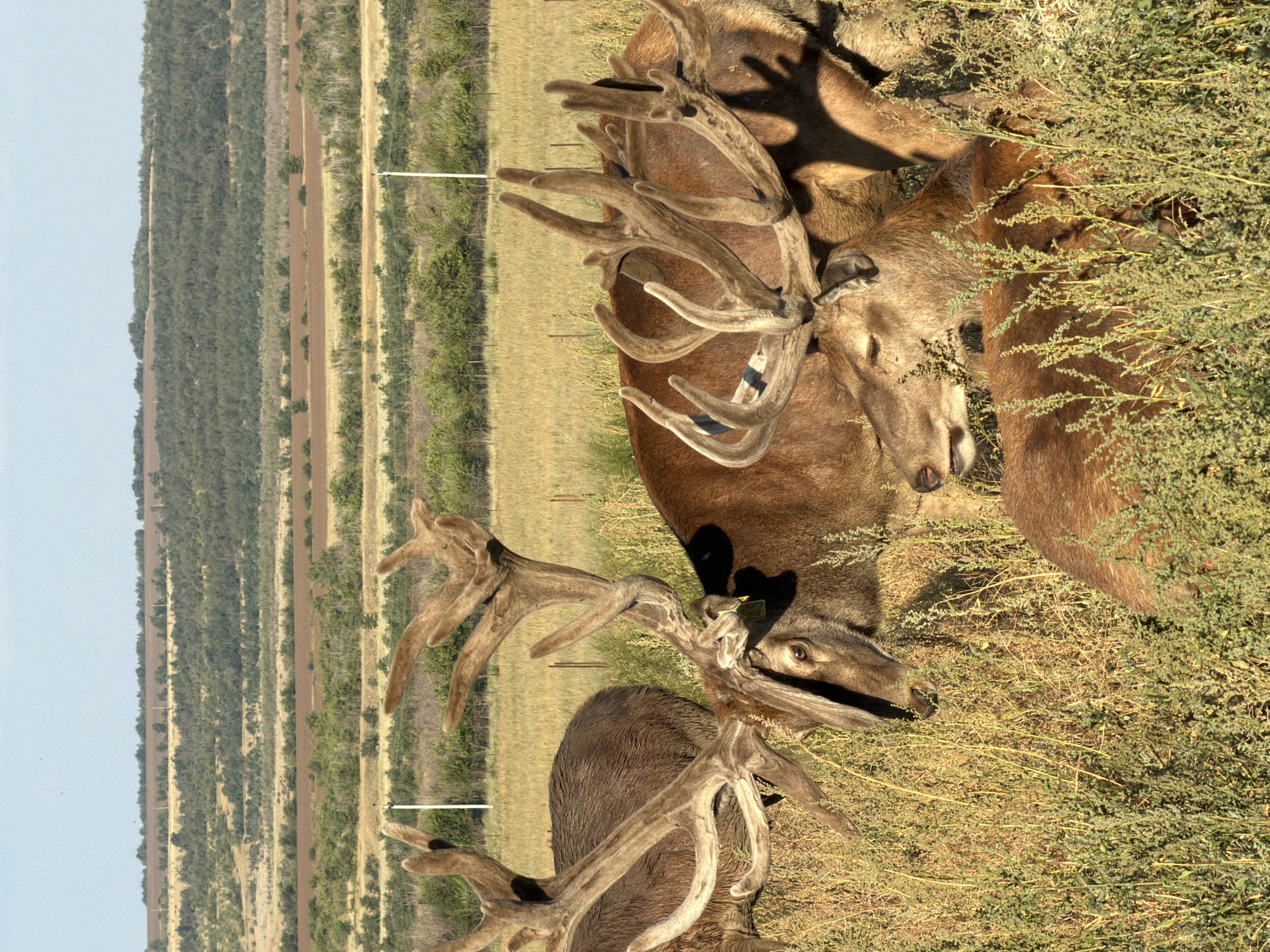 The image depicts a group of red deer with impressive antlers in a grassy field under a clear blue sky. The deer are mostly facing away from the camera, with their heads down. The background features rolling hills covered in vegetation, suggesting a rural or natural environment. The image does not contain any information or visual cues that would allow for the determination of a specific location such as Gornyi Balyklei, Russia.