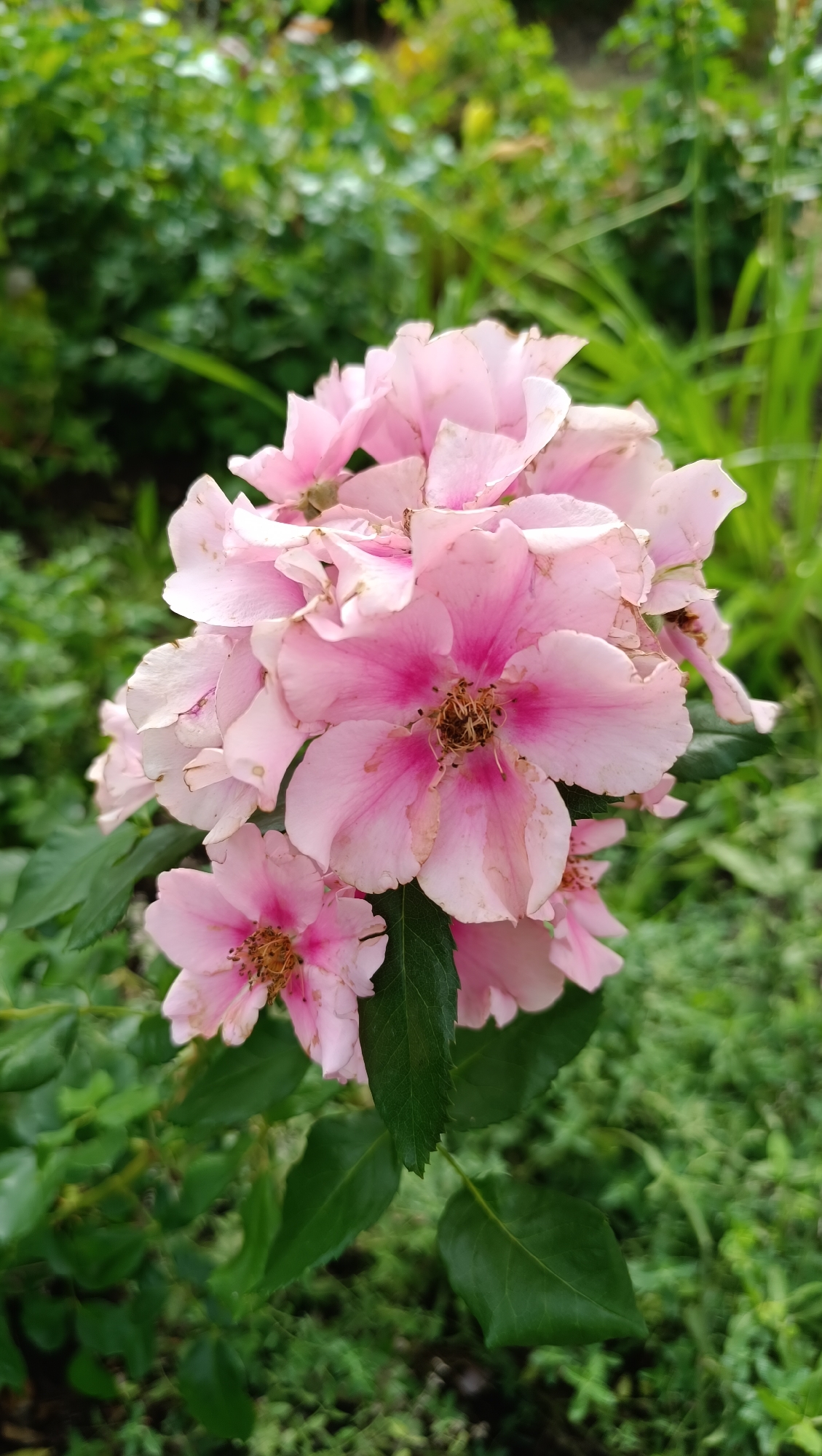 A close-up, vertically oriented shot captures a cluster of delicate pink roses in bloom. The flowers are the central focus, with their petals exhibiting a soft, varied pink hue, ranging from pale blush to a deeper fuchsia at their centers. Some petals show slight wilting or browning at the edges. The stamens are visible as dried, brown structures in the center of the open blooms. Dark green leaves provide a backdrop, some in focus and others blurred, creating a sense of depth. The overall environment suggests a garden setting with lush foliage. There is no indication of Samara, Russia or any specific urban context.