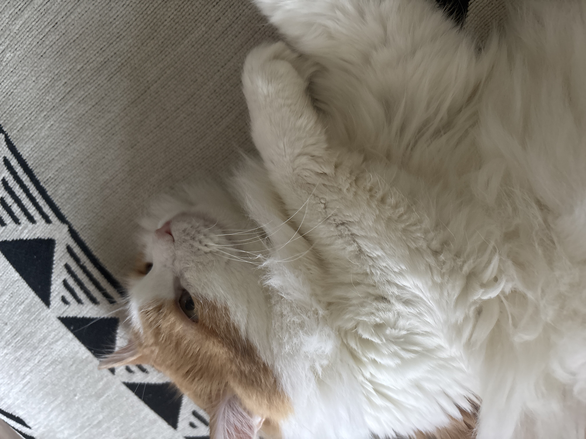 A domestic cat with long, fluffy white fur, accented by orange-ginger patches on its face, is captured in a close-up, high-angle shot. The cat is lying on its back or side, looking upwards with a relaxed and comfortable expression. Its head is gently tilted, revealing a pink nose and prominent white whiskers. One of its white, fluffy paws is visible, tucked close to its body, showcasing the thickness of its fur.
The cat rests on a textured, light-colored surface, possibly a blanket or rug, which features a distinctive geometric pattern of black and white triangles and stripes on the left side of the frame. The remainder of the background consists of the same neutral-toned, woven material. The lighting is soft and even, indicating daytime conditions indoors. No text is visible in the image. The scene is set in an indoor environment in Zheleznogorsk, Russia.