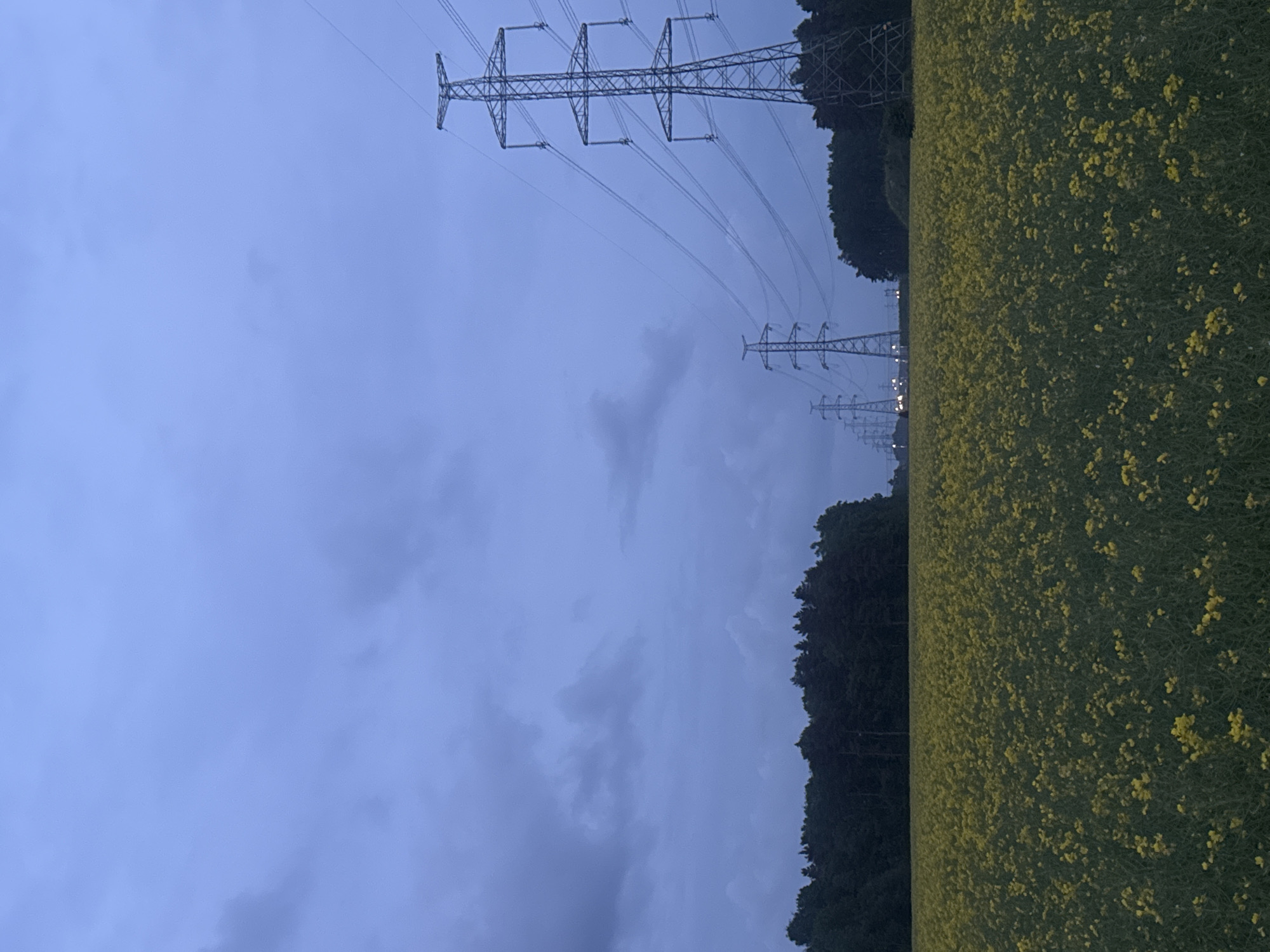 The image presents a wide-angle landscape captured under an overcast, blue-grey sky, indicative of twilight or heavy cloud cover, within the city of Saue, Estonia. The foreground and midground feature an extensive, dense field of yellow flowering plants, consistent with rapeseed or canola, which uniformly covers the lower half of the frame.
A dark, solid line of trees, forming a forest, stretches across the horizon, situated behind the yellow field. This tree line serves as a natural backdrop for a series of high-voltage electrical transmission towers, or pylons. The most prominent pylon is positioned on the right side of the frame, displaying its complex metallic lattice structure and supporting multiple power lines that extend horizontally across the sky. At least six additional pylons recede into the distance towards the left, diminishing in size and creating a linear perspective.
In the far distance, behind the field and between the more distant power lines, a horizontal array of small, bright, artificial lights is visible, suggesting the presence of a road, industrial facility, or urban edge. No human figures or discernible activities are present in the scene.
