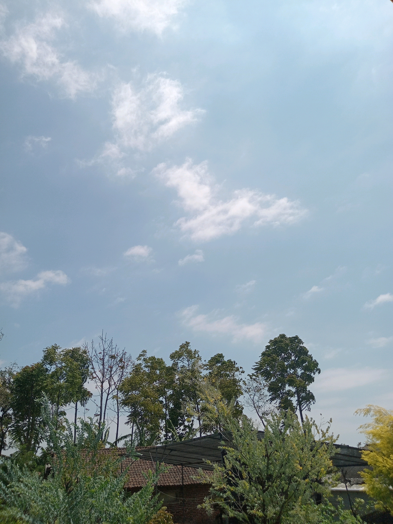A bright, slightly overcast sky dominates the upper portion of this image, with scattered white clouds against a pale blue backdrop. Below the sky, a dense line of trees stretches horizontally across the frame. Some of these trees are full of green foliage, while others, particularly in the center, appear bare with thin branches reaching upwards. In the foreground, lush green foliage fills the bottom of the image, obscuring much of the ground. Peeking through the trees and foliage, a brown tiled roof of a building is visible. This scene appears to be located in a rural or semi-rural area, possibly in Claket, Indonesia, given the types of vegetation and building materials. There are no people visible in the image.