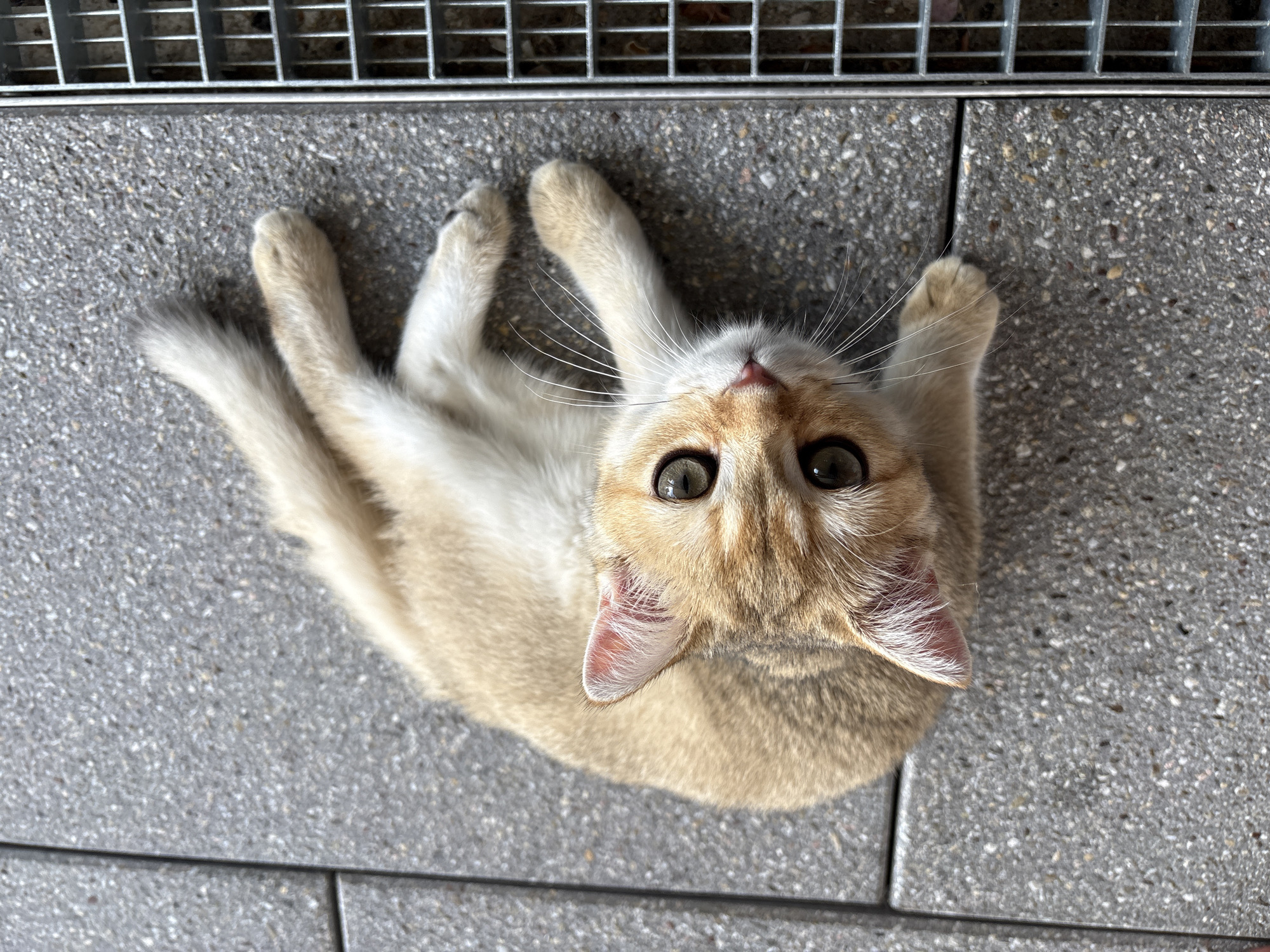 A ginger and white kitten is lying on its back on a textured gray stone surface. The kitten has large, round, green eyes and is looking directly up at the camera. Its paws are raised in the air, with its front paws bent. The kitten's fur is a pale ginger color with some white markings on its chest and belly. The background shows a metal grate structure. The image appears to be taken outdoors during the day, with natural lighting. The kitten's wide-eyed gaze and relaxed posture suggest a sense of curiosity and playfulness. The setting appears to be an urban or public area, possibly a park or walkway, given the stone pavement and metal grate. There is no visible text in the image.