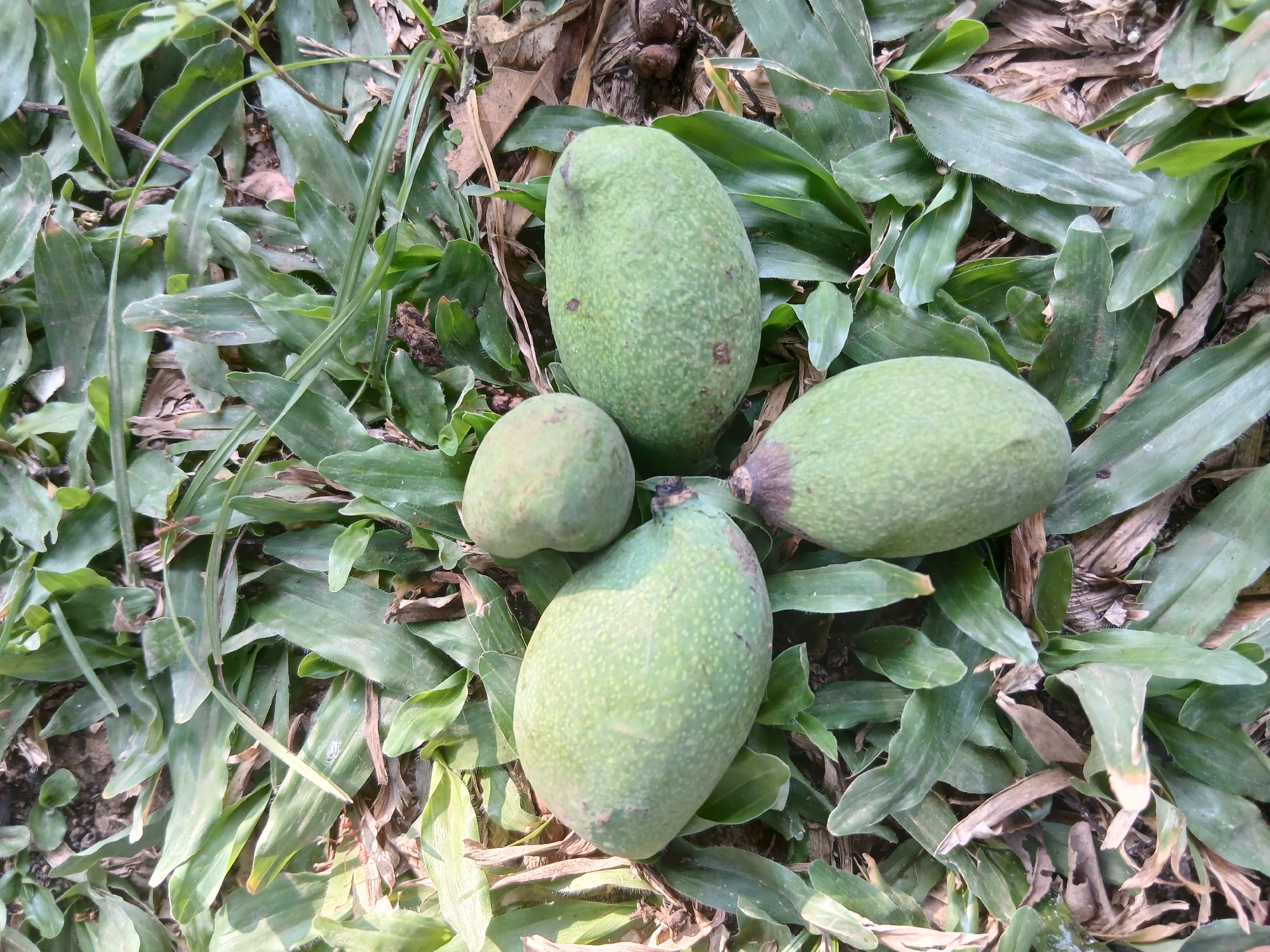 In the city of Sekarputih, Indonesia, a top-down view captures a cluster of four unripe green mangoes lying on a bed of grass and fallen leaves. The mangoes exhibit varying shapes and sizes, some appearing slightly oval or elongated, while one is more rounded. Their green skin is speckled with lighter dots. The surrounding environment is a natural ground cover of green grass, interspersed with dry, brown leaves and twigs, suggesting an outdoor setting, possibly a garden or a park. The lighting indicates it is daytime, with some shadows cast on the ground. There are no people or any explicit actions depicted in the scene.