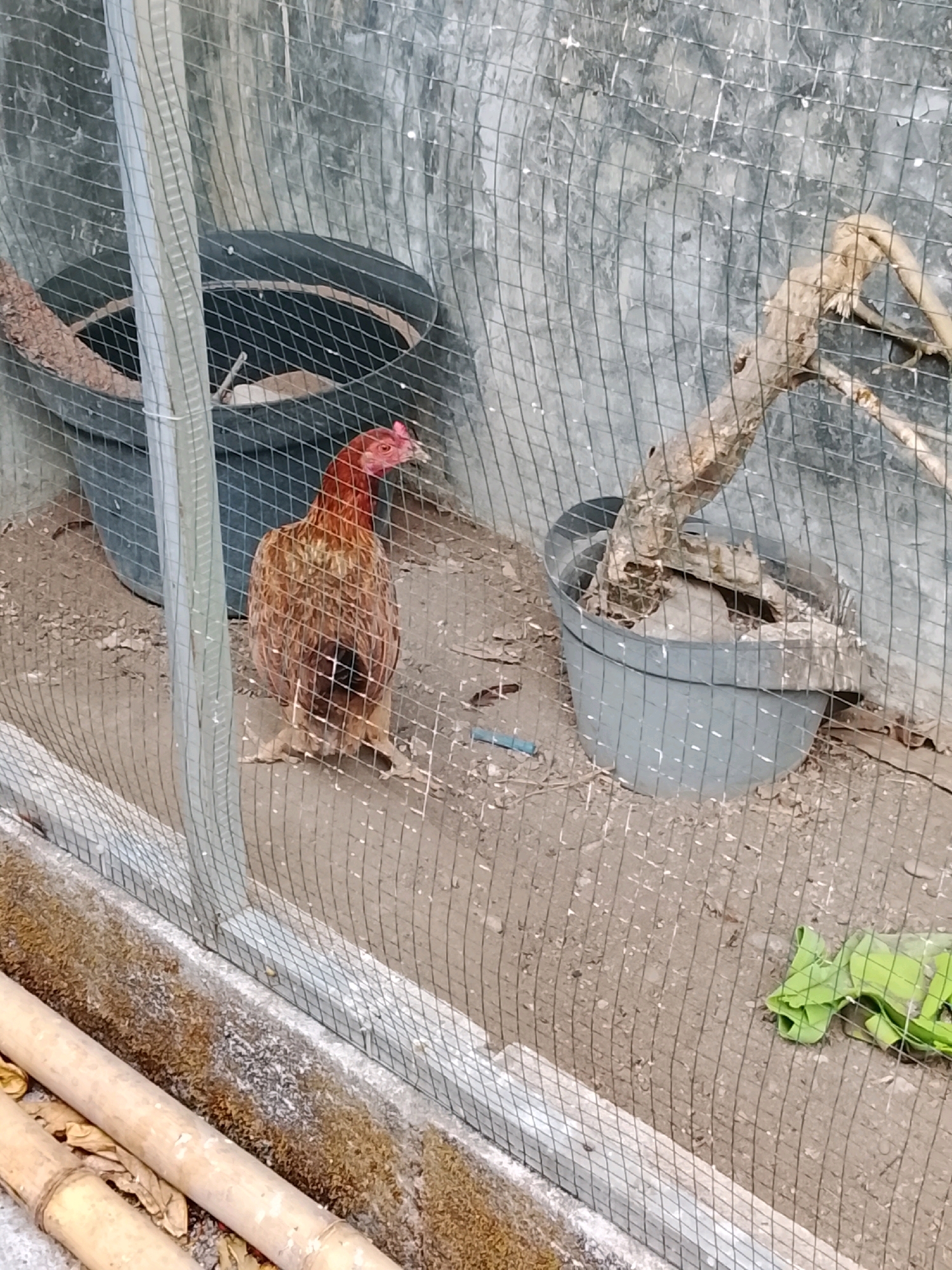 A chicken stands on the ground within a fenced enclosure. The enclosure has a concrete wall in the background. To the left, a large black pot is visible. In the center of the enclosure, a chicken with brown and red feathers stands facing right. To the right, a smaller gray pot contains a dried branch. The ground is covered in dirt and debris. The scene is likely outdoors, given the natural light and the presence of plants. The mention of Slawi, Indonesia, suggests a geographical context for this rural or semi-rural setting.
