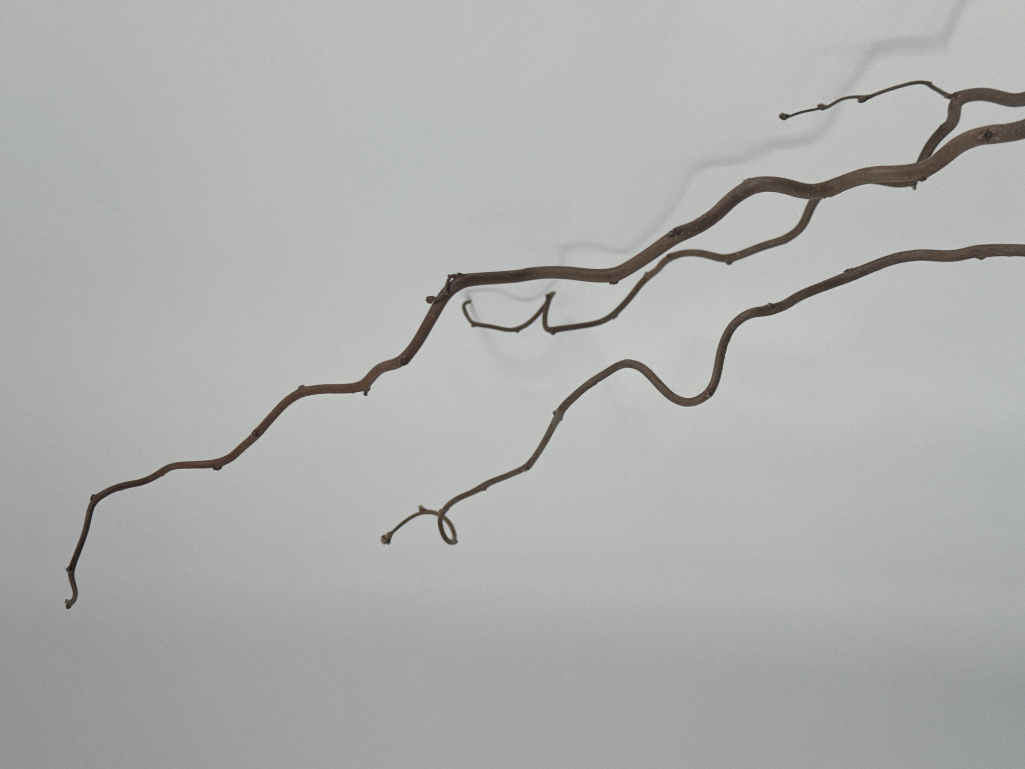 The image depicts several brown, slender, twisting branches against a pale gray background. The branches are arranged diagonally across the frame, with the uppermost branches appearing to cast a faint shadow on the background. The scene presents a minimalist, studio-like setting with no indication of the location being Perm, Russia, or any other specific geographic place. No people, actions, or interactions are visible.