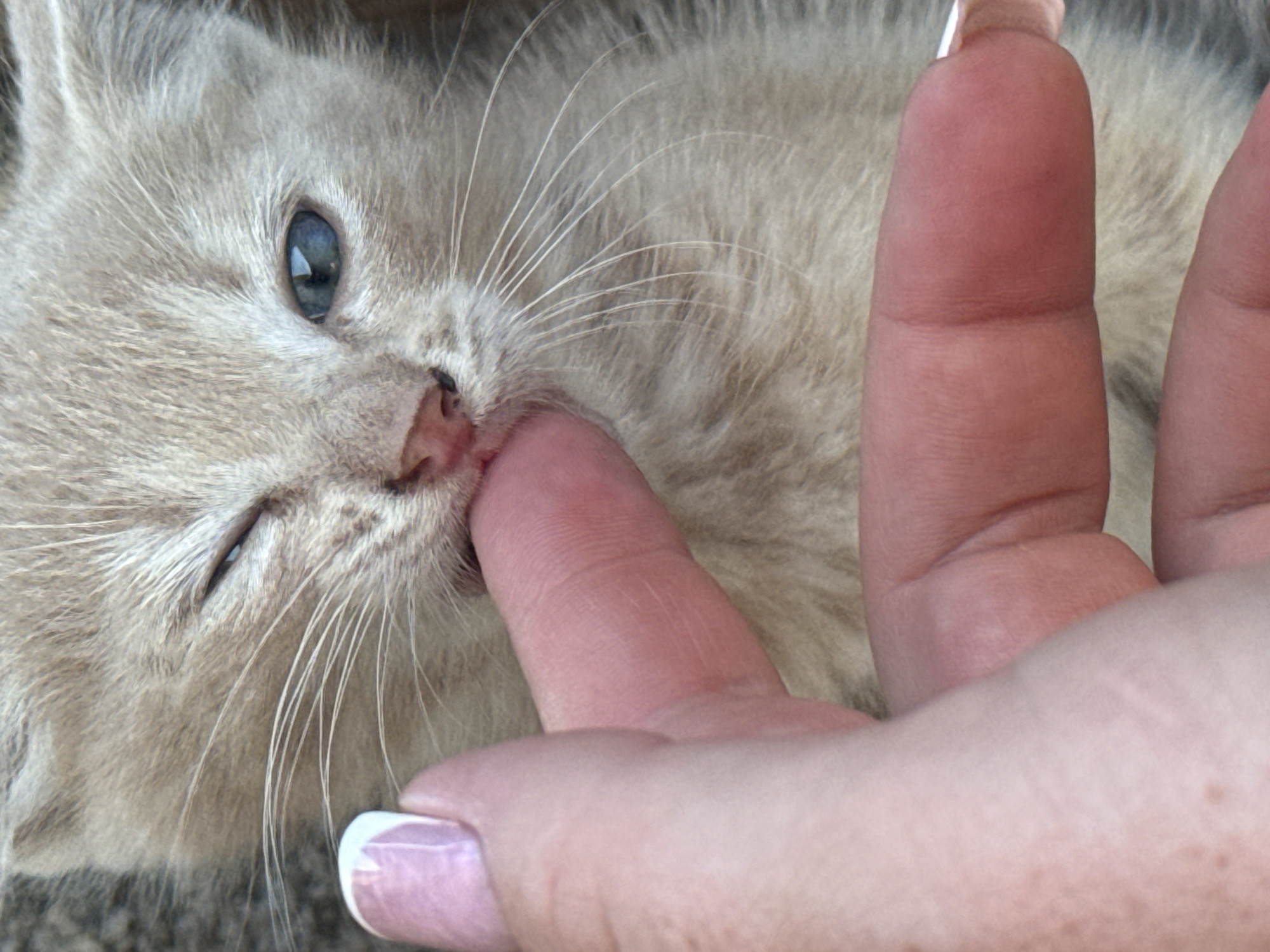 A close-up, overhead shot captures a tiny, light-brown kitten interacting with a human finger. The kitten's fur is soft and fluffy, and its right eye is partially closed, giving it a sleepy or winking appearance, while its left eye is open and bright blue. The kitten's pink nose and delicate whiskers are clearly visible. The human finger, with a white-tipped fingernail, is gently touching the kitten's mouth area, and the kitten appears to be nibbling on it. The background is out of focus, suggesting a shallow depth of field, with textured gray and beige elements. The lighting is soft, highlighting the textures of the kitten's fur and the skin of the finger.