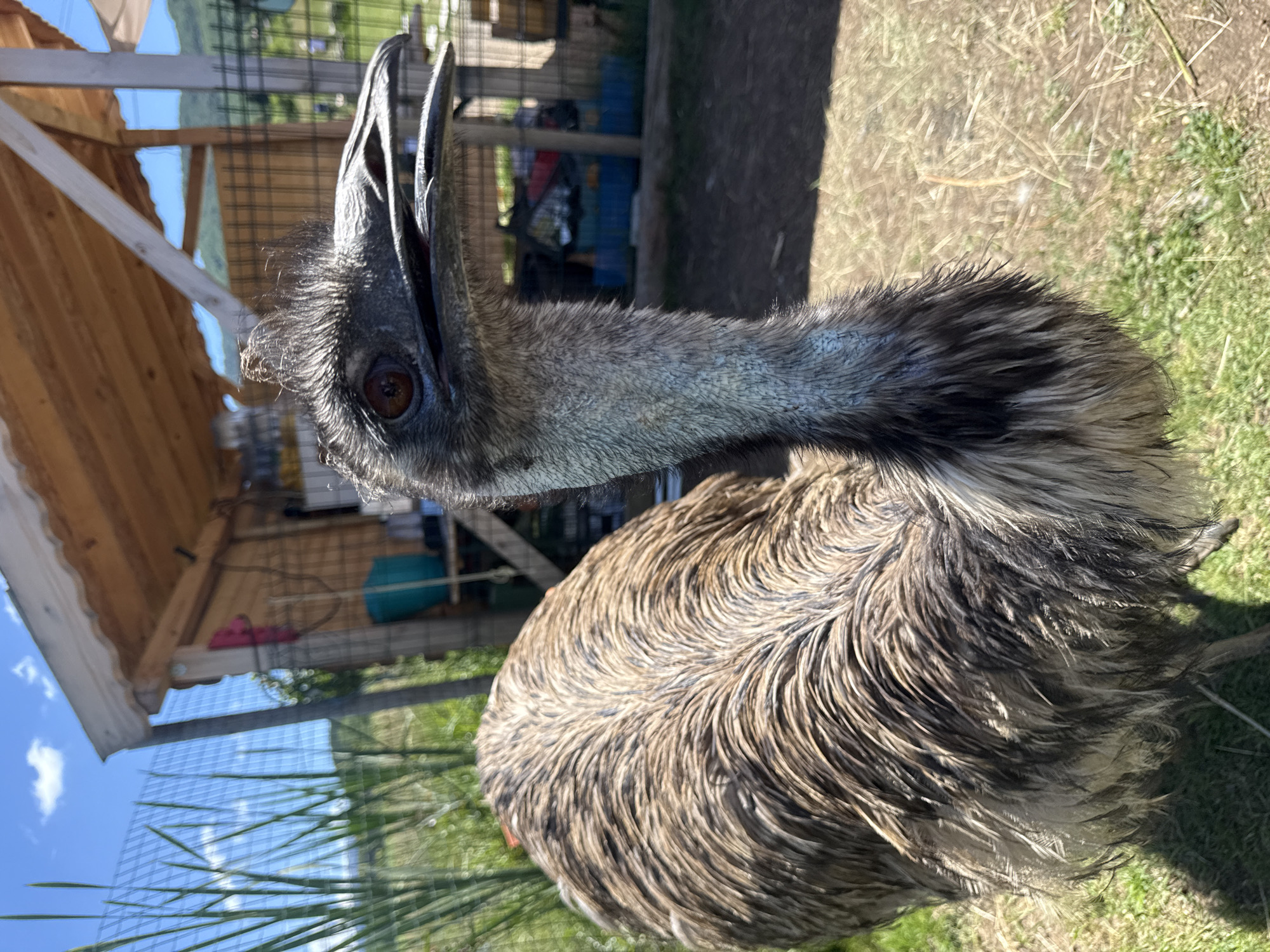 An emu is captured in a close-up, eye-level shot from the chest up, facing right with its head turned towards the camera. The emu has brown and gray feathers, a black beak, and a brown eye. Its neck feathers are a lighter gray and appear somewhat ruffled. The background features a wooden structure with a corrugated roof, a wire fence, and vegetation. The ground is a mix of dirt and grass. The lighting suggests it is daytime, with a bright sky and some clouds visible. There are no people or other animals in the frame. The location is described as Unknown, Unknown.