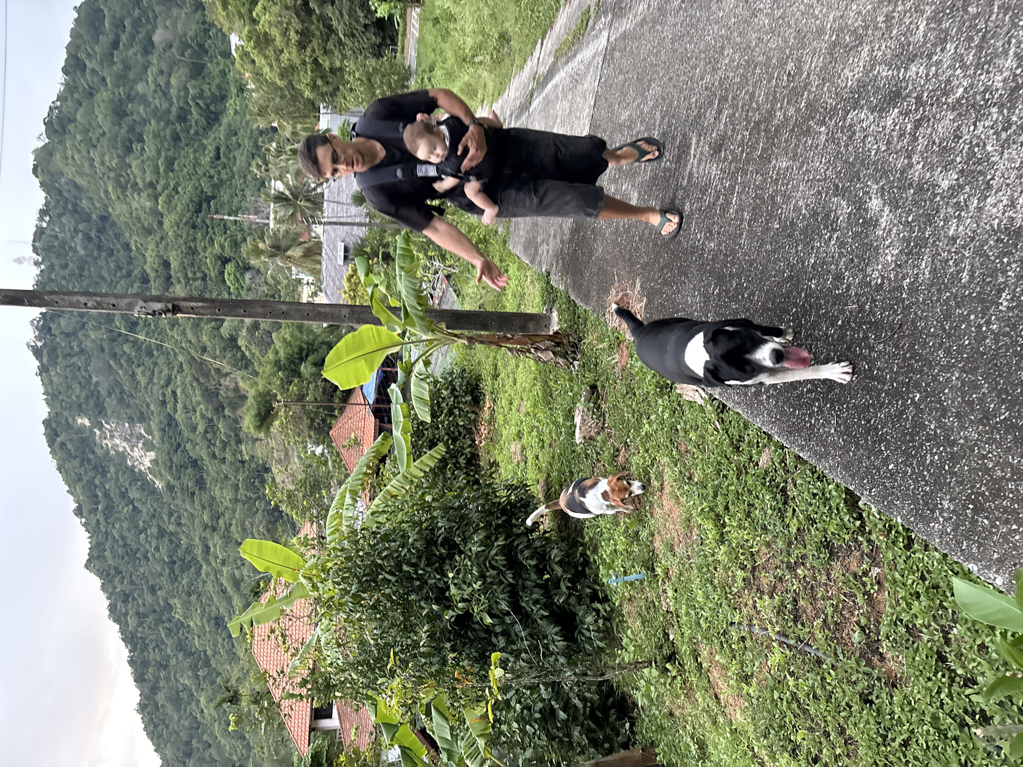 In Karon, Thailand, a man wearing glasses, a black t-shirt, and grey shorts walks on a concrete path. He is carrying a baby in a black carrier. Two dogs are also present: one tri-colored beagle is to the left, sniffing the ground amongst greenery, and a black and white dog with its tongue out is walking towards the camera on the path. The environment is lush and tropical, with dense green foliage, banana trees, and houses with red tile roofs visible on a hillside in the background. A utility pole stands to the left of the path.