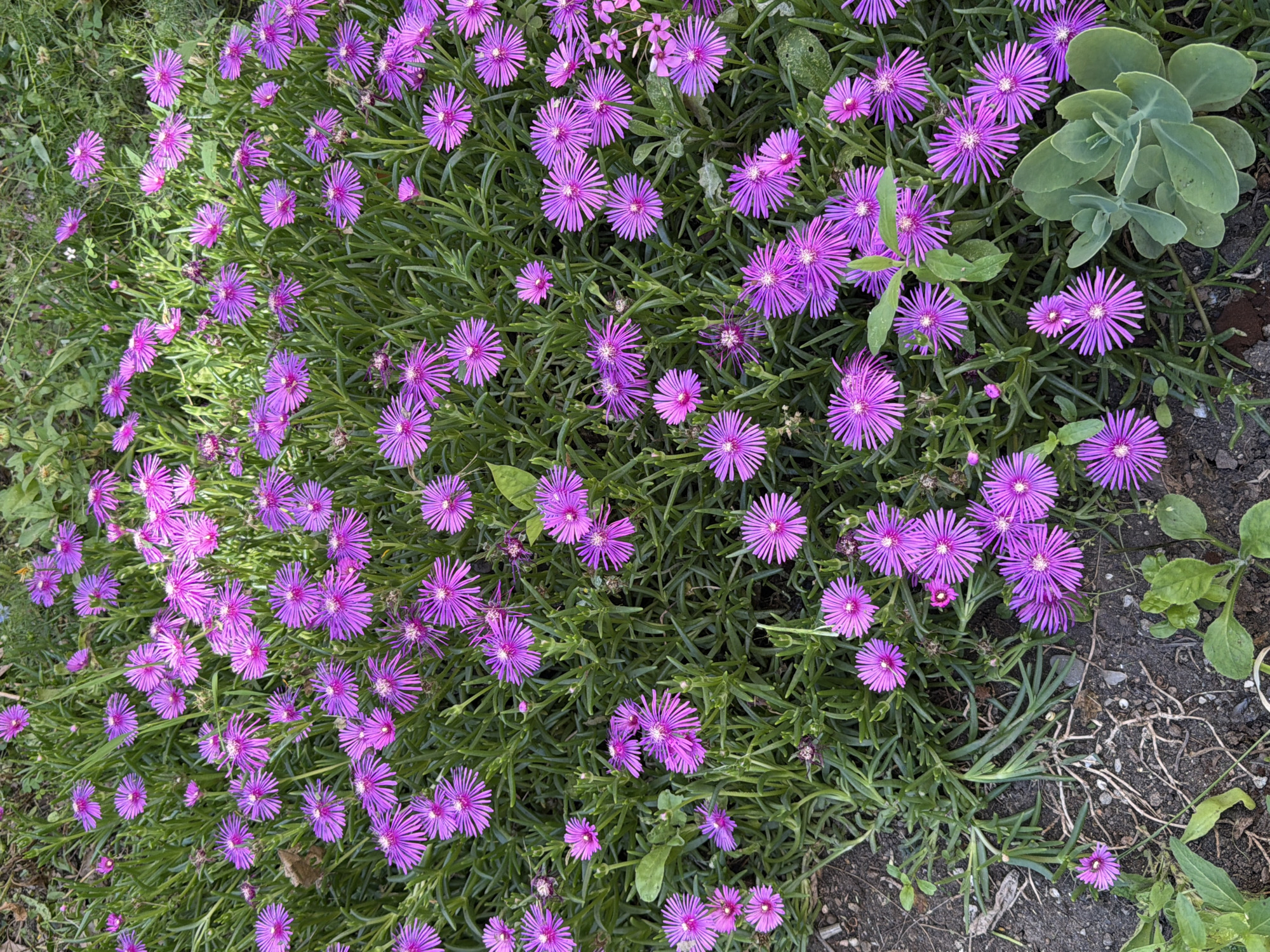 This image shows a close-up, aerial view of a dense ground cover of vibrant purple, daisy-like flowers with thin petals and bright white centers. The flowers are interspersed with succulent, green foliage. The ground beneath the plants is visible in some areas, showing dark soil with dried plant matter and a few small, green seedlings. The overall scene is one of lush, blooming vegetation.
This scene is located in the city of Burgas, Bulgaria.