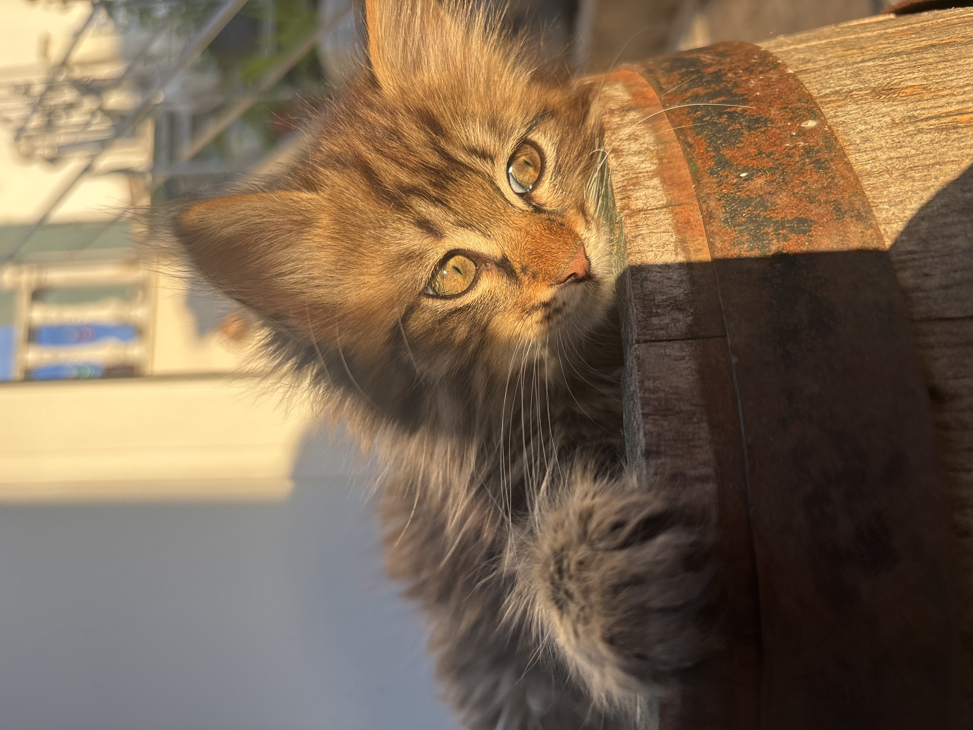A brown kitten with golden eyes peers inquisitively over the edge of a wooden barrel. The barrel has a metal band around it showing signs of rust. The kitten is positioned in the sun with a clear sky above and a wall in the background. The photo appears to be taken outdoors. There is no indication in the image that the location is Asenovgrad, Bulgaria.