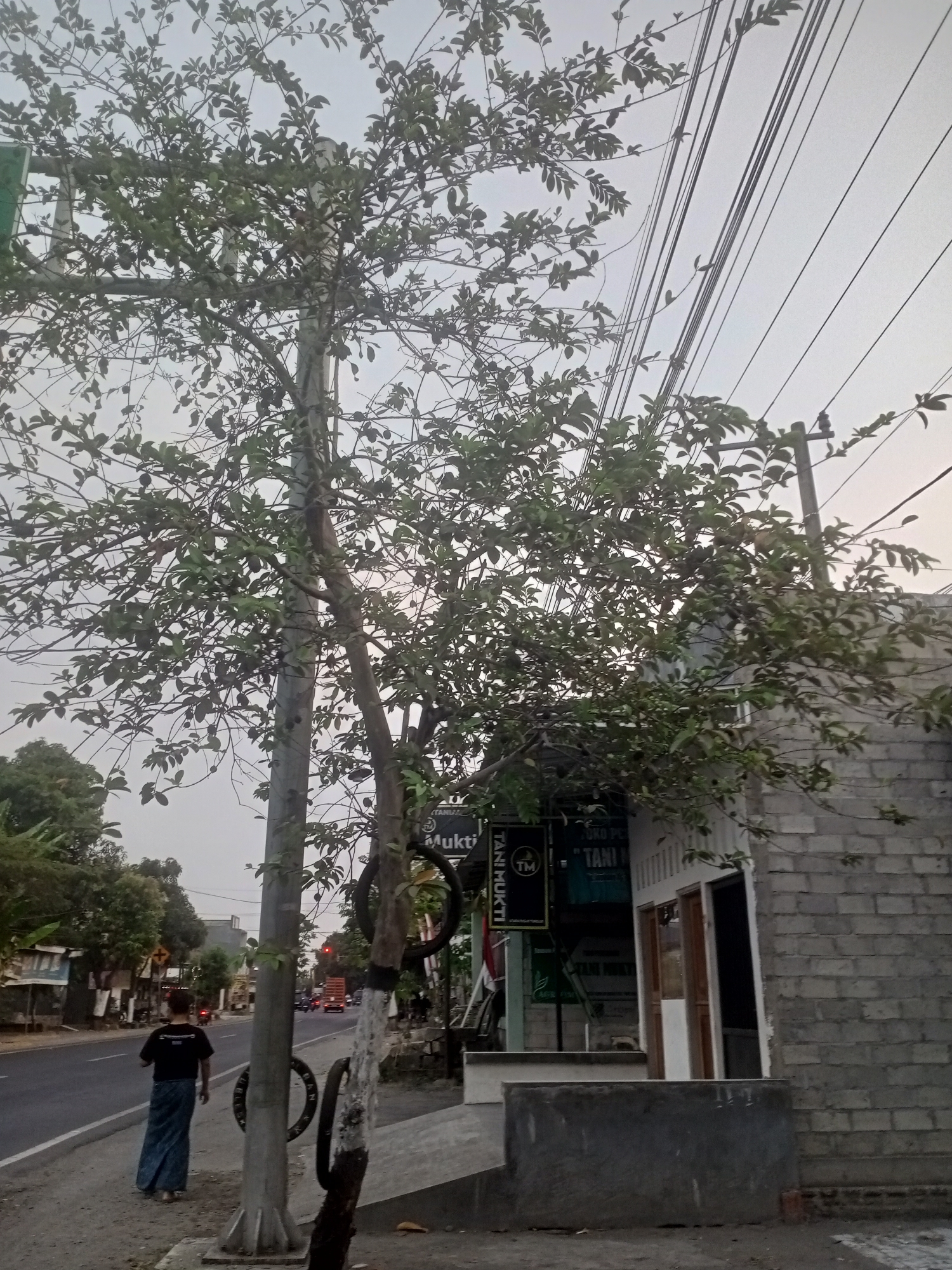 The image depicts a street scene in Badas, Indonesia, with a tree in the foreground partially obscuring a building and overhead utility lines. A person wearing a dark t-shirt and a blue sarong is walking away from the camera on the sidewalk. The building to the right appears to be a shop with a gray brick facade and a white section with a door and window. Signs are visible on the shop, including one with "TANI MUKTI" and a TM logo. In the background, a road runs parallel to the sidewalk with some traffic, including cars and trucks, and more buildings and trees can be seen. The sky is overcast.