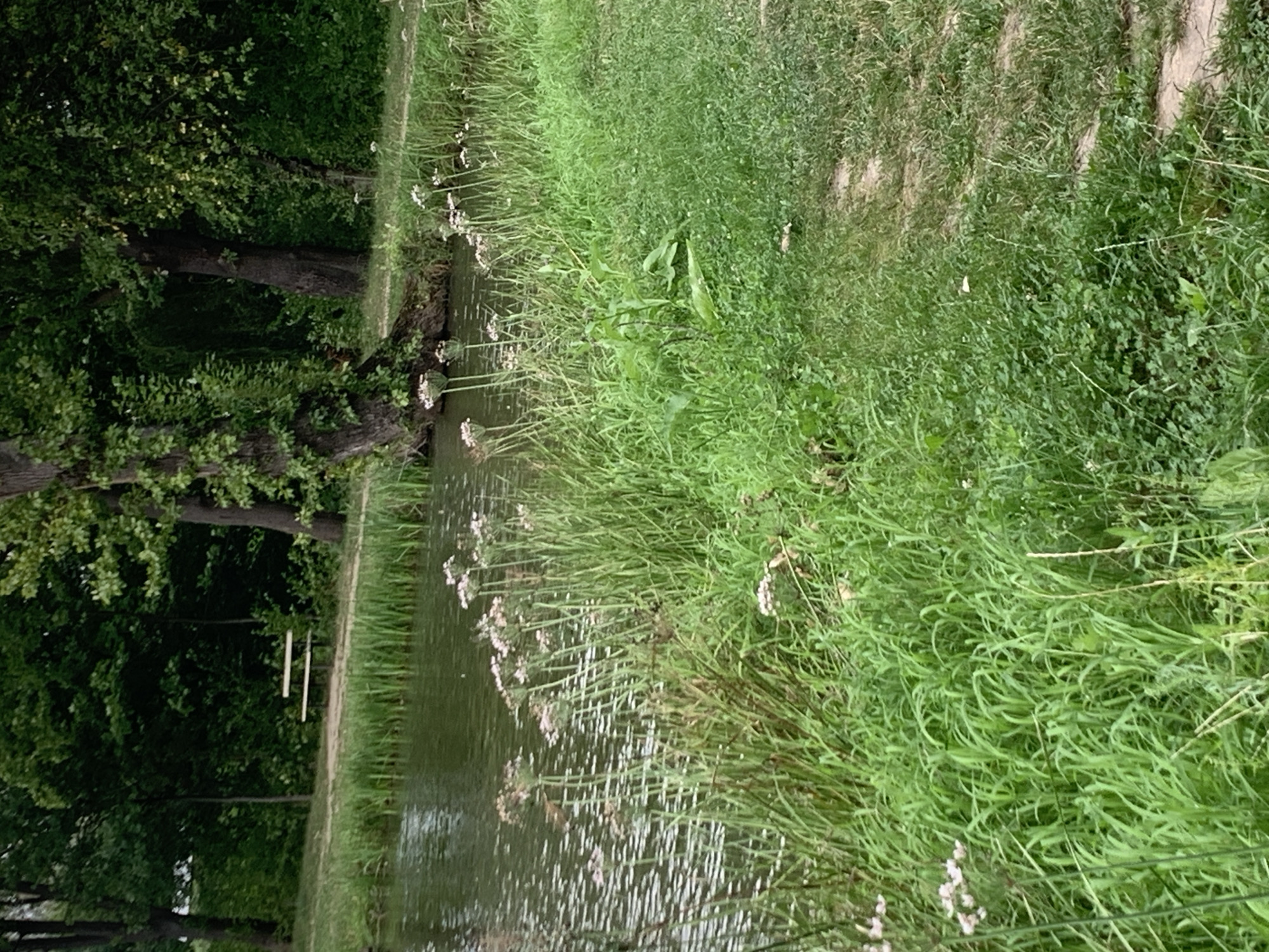 This is a medium-shot, eye-level, outdoor, vertical, daytime photograph taken from a slightly elevated position. The scene depicts a serene waterside setting, likely a park or natural area, with lush greenery dominating the frame. In the foreground and midground, tall, vibrant green grasses and wildflowers with delicate pink and white blooms line the edge of a calm body of water. The water itself is a muted green, with subtle ripples and reflections of the surrounding trees. In the background, a dense forest of mature trees with dark bark and verdant leaves forms a natural canopy. The environment appears tranquil and undisturbed. The specific location in Kolomyia, Ukraine, cannot be determined from the visual information alone.