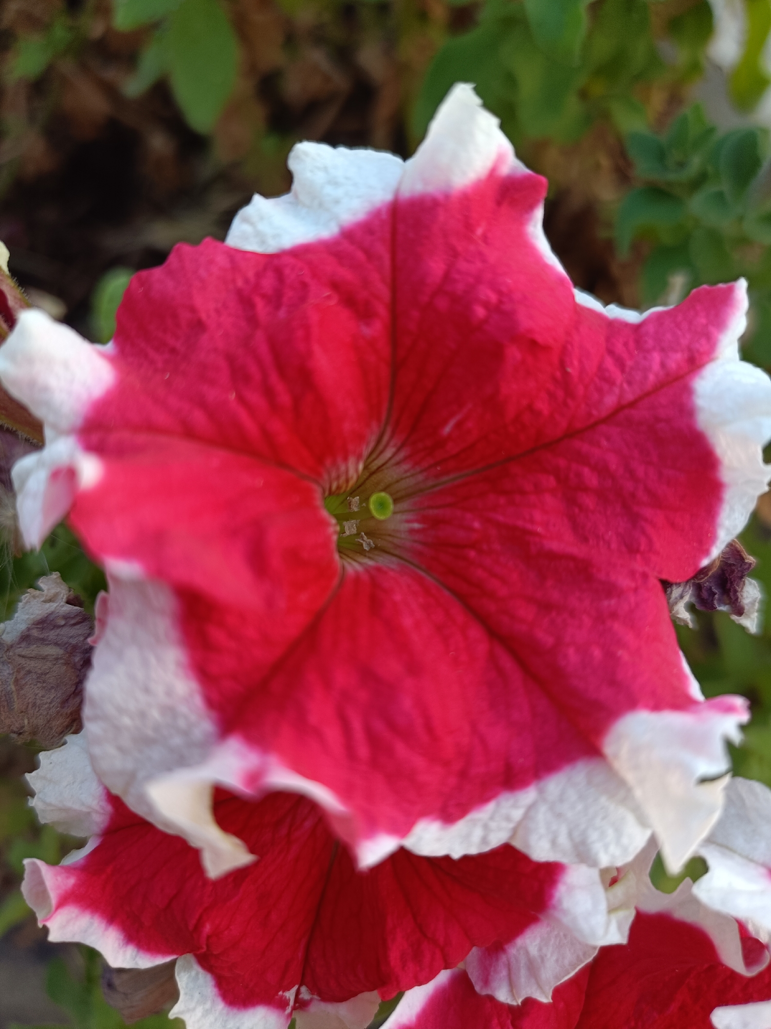A close-up, vertical, eye-level shot captures a vibrant bi-colored petunia flower. The flower's petals are primarily a rich magenta, edged with a crisp white border. The center of the bloom reveals a bright green pistil. The background consists of soft-focus green foliage and the blurred, earthy tones of soil or dried leaves. The image appears to have been taken outdoors, likely in a garden or park setting within the city of Mykolaiv, Ukraine, given the context of the prompt. The lighting suggests it was taken during daylight hours.