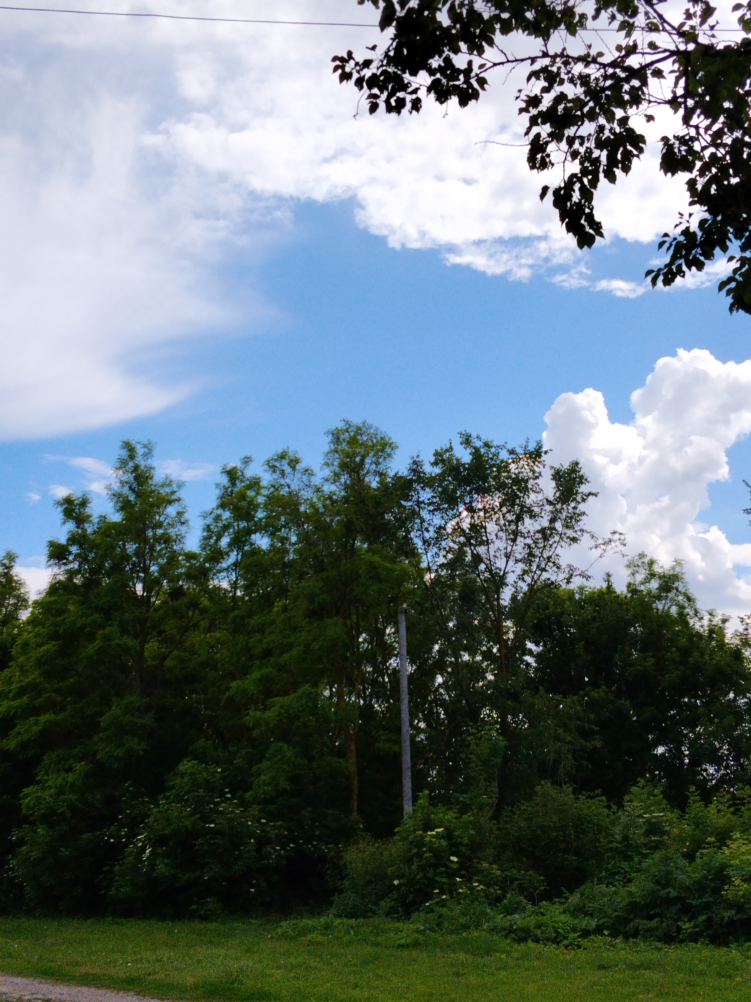The image shows a view of lush green trees and vegetation against a bright blue sky filled with fluffy white clouds. A thin black wire stretches horizontally across the upper portion of the frame, likely a utility line, with dark, silhouetted leaves and branches from a tree hanging down from the top right corner. The lower part of the image features a grassy field with a dirt path or road visible on the left. There are no people or animals present in the scene. The overall impression is of a natural, outdoor setting, possibly a park or a rural landscape on a clear day. The location is identified as Dibrivka, Ukraine.