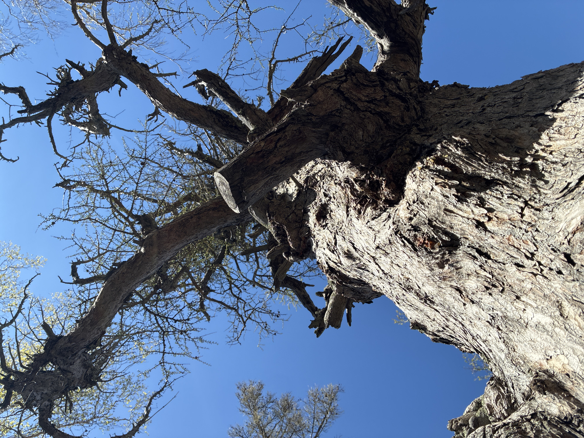 The image shows a low-angle view of a tree against a clear blue sky. The tree has thick, gnarled bark and many bare branches, some of which appear to have been cut. Smaller trees with sparse foliage are visible in the background. Location: Unknown, Unknown. The scene lacks people or explicit actions.
