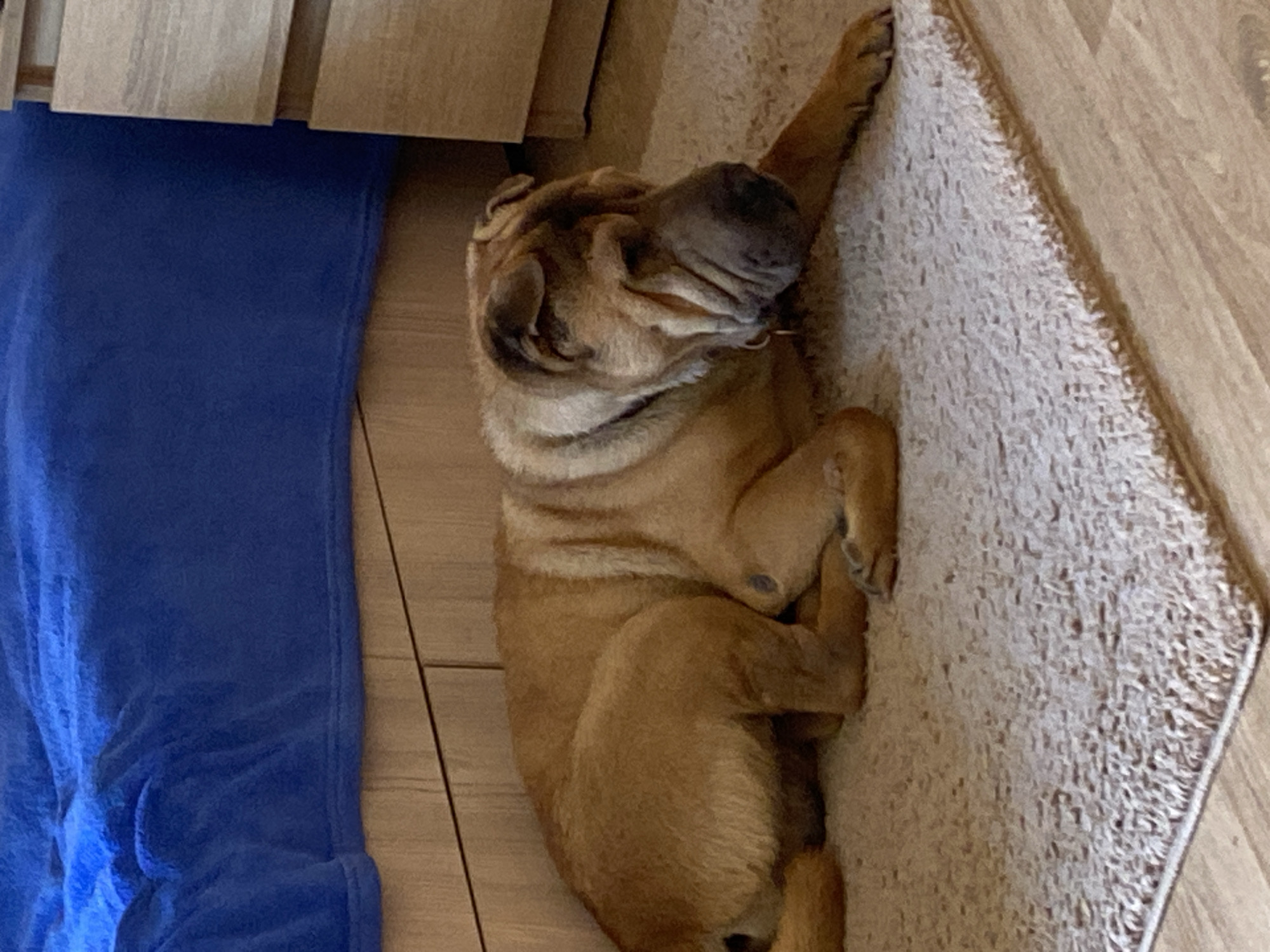 A Shar Pei dog is lying on a beige rug indoors. The dog is light brown and has wrinkled skin. A blue blanket is to the left of the dog, near what appears to be a cabinet or furniture. The floor is light-colored wood. There is no indication of location in Sofiivka, Ukraine, or any other city.