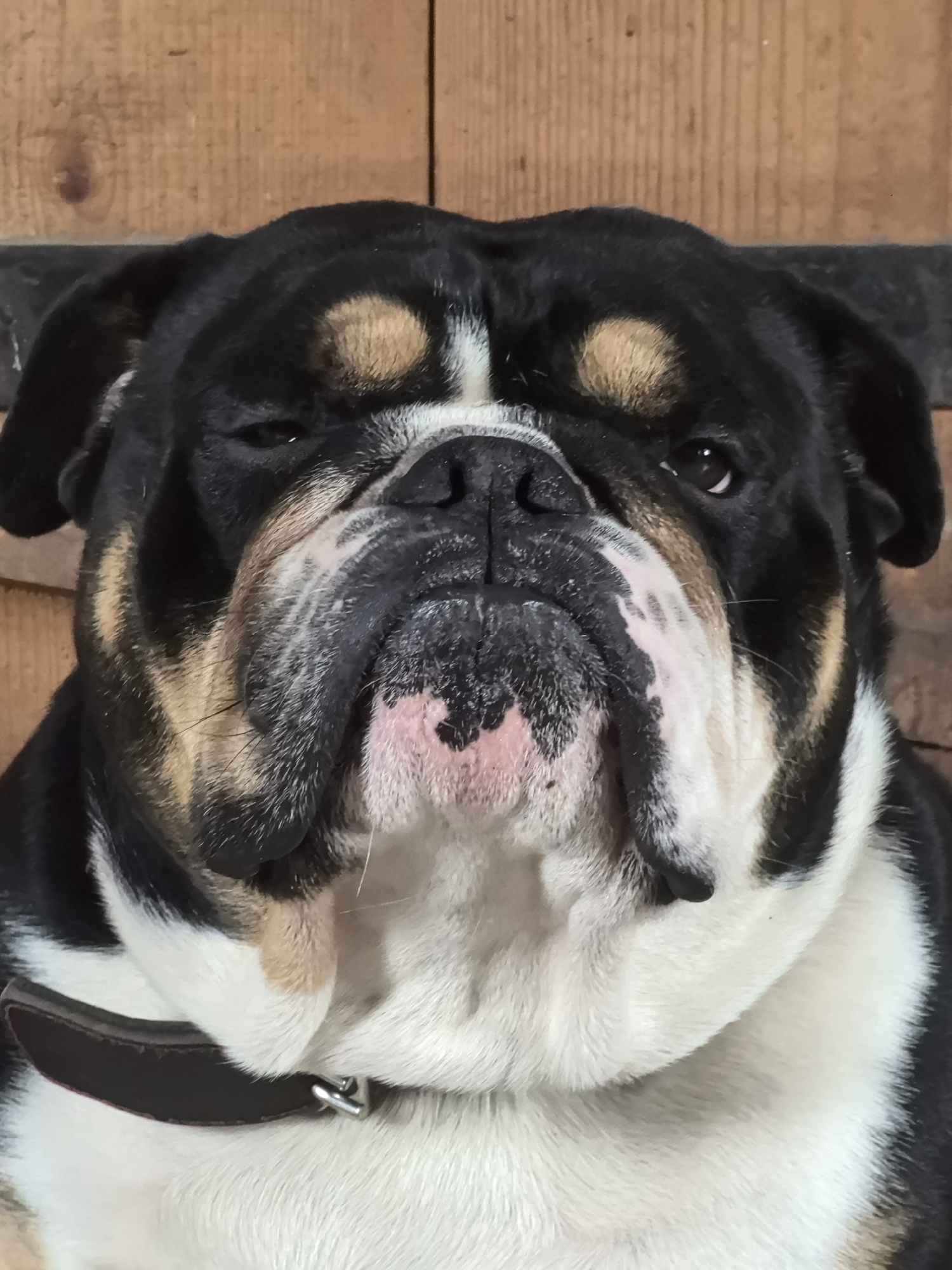 A brachycephalic dog, identified as an Olde English Bulldogge or similar breed, is depicted in a close-up, front-facing portrait. The animal possesses a tricolor coat consisting primarily of black with distinct tan/fawn markings above each eye and on the cheeks, complemented by white fur covering the lower face, throat, and chest. Its muzzle is broad and wrinkled, featuring a prominent black nose. Areas of pink skin are visible on the lower jowls amidst the white fur. Both dark, round eyes are directed towards the viewer, with the left eye (viewer's right) appearing slightly narrowed. A dark brown leather collar with a silver-colored metal ring is partially visible around the dog's neck on the lower-left side of the frame. The background consists of a vertical wooden plank wall, exhibiting light brown tones, visible wood grain, and knots. The dog is stationary. This scene is located in Noviy, Russia.