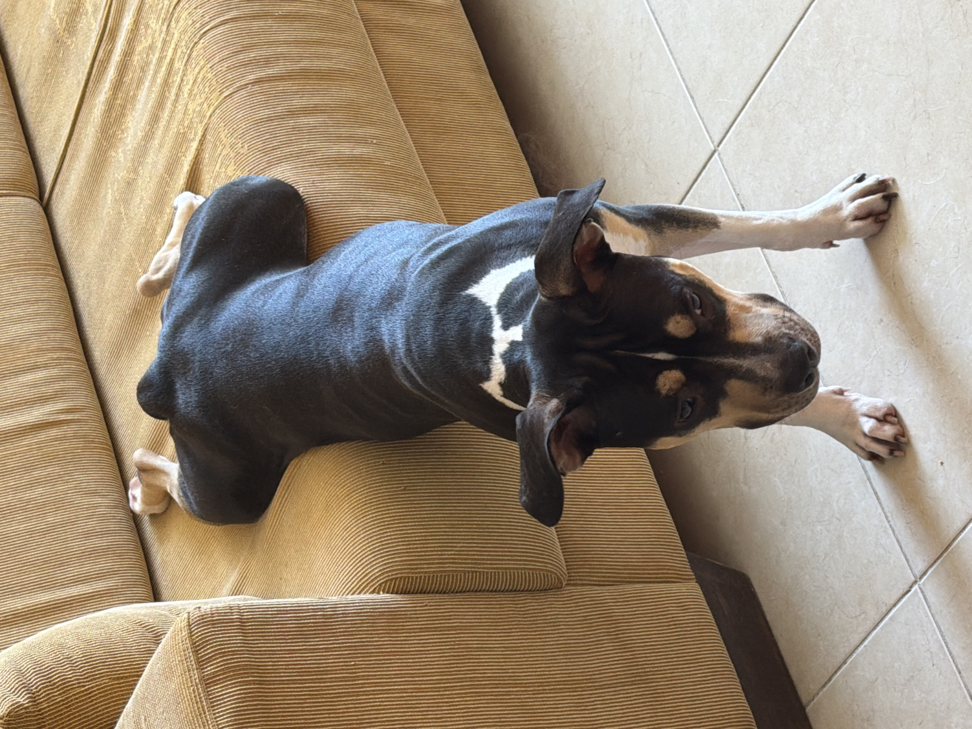 A dog with a black and brown coat with white markings is lying on a striped tan couch and extending its white paws onto the light beige tiled floor. The dog's body is mostly on the couch, while its front paws reach onto the floor. The location cannot be determined to be in Tel-Aviv, Israel from the given image.