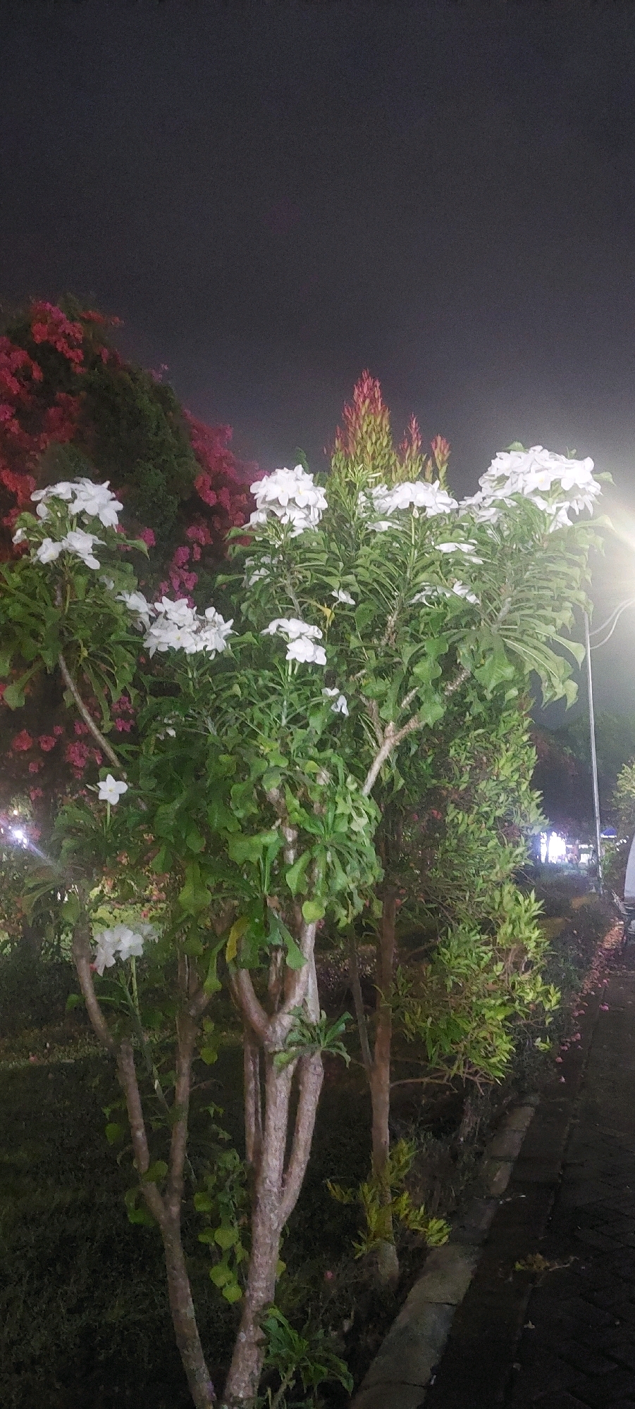 In the city of Lumajang, Indonesia, at night, a paved walkway is bordered by lush vegetation. Dominating the foreground is a shrub with numerous white flowers and green leaves. Behind this, a dense bush with bright pink flowers is visible. Further back, a tall, slender plant with reddish-brown spikes stands out against the dark, hazy sky. The scene is illuminated by artificial light sources, creating a soft glow and casting shadows. The overall impression is one of a tranquil, well-maintained garden or park area in an urban setting at night.