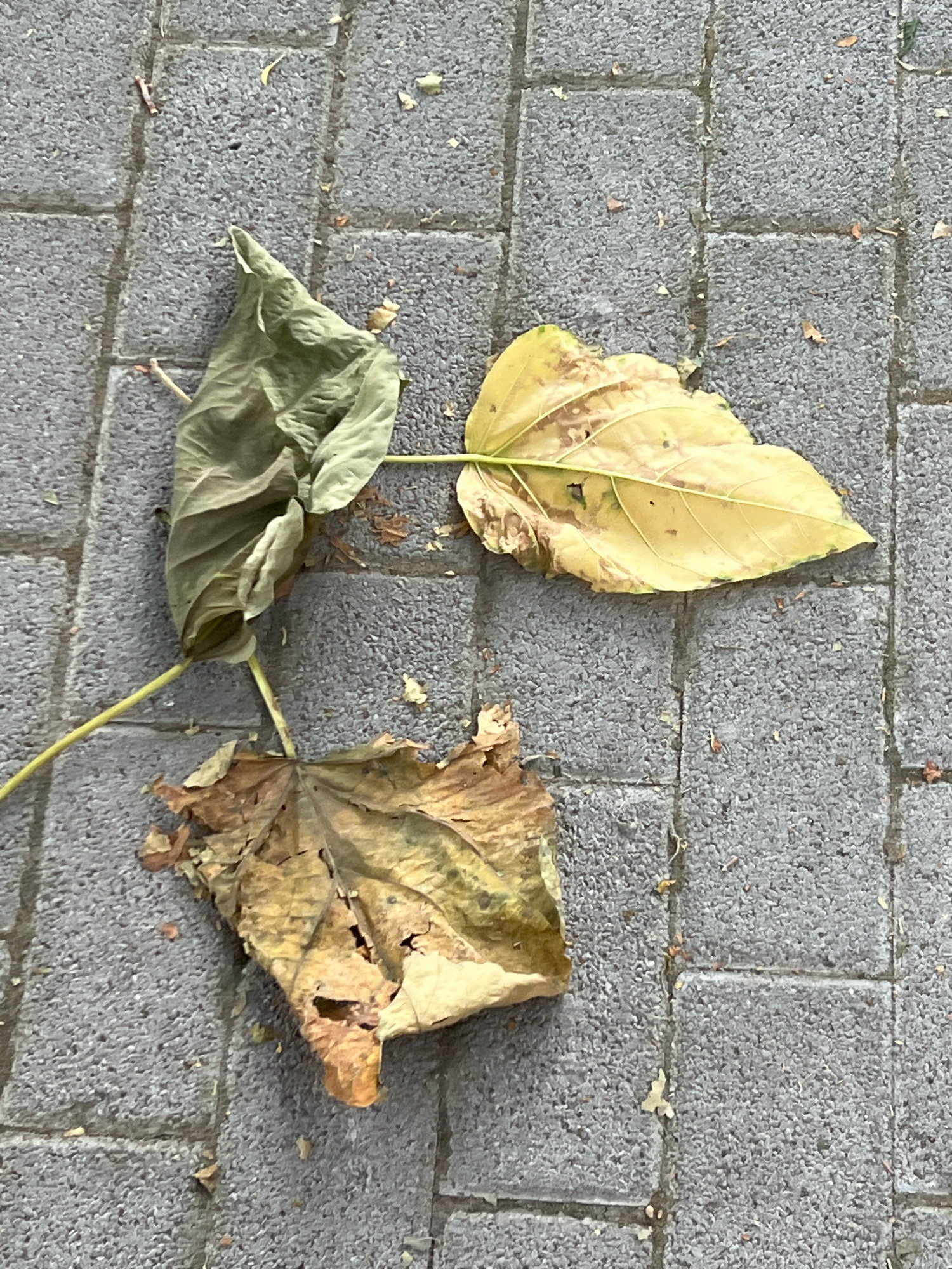 Three fallen leaves lie on a grey, textured, paved surface composed of rectangular bricks. The leaf in the upper left is partially crumpled and green with brown discoloration. A long, thin stem extends from its base towards the lower left. To the right of this leaf is another, larger leaf that is predominantly yellow with significant brown spots and blemishes. Below these two leaves, and slightly to the left, is a third, predominantly brown leaf, also showing signs of decay and damage, with holes and torn edges. Small debris, such as twigs and other small leaf fragments, are scattered on the paved surface around the three main leaves. The lighting suggests an overcast day.