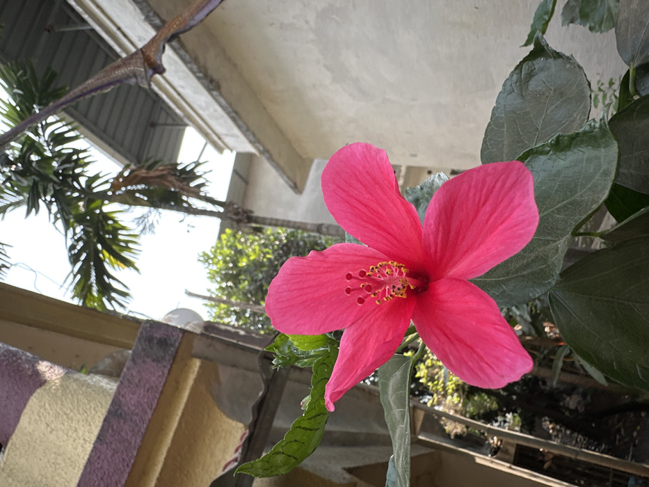 A vibrant pink hibiscus flower dominates the frame, its five petals radiating outwards. The flower's center showcases yellow stamens. Behind it, large green leaves provide a backdrop, contrasting the flower's color. In the background, a palm tree and other foliage add depth, with a building partially visible in the upper areas of the image. The composition is taken from a low angle.