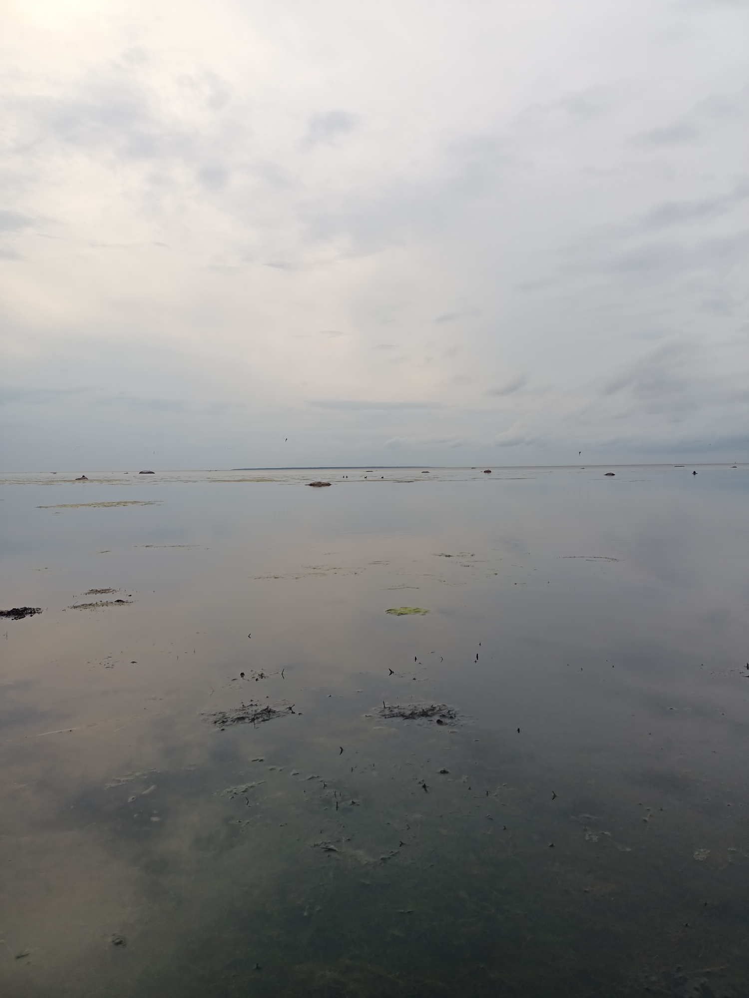 This is a photograph of a calm sea with a cloudy sky. The water is still and reflects the overcast sky. There are scattered rocks and patches of seaweed visible in the shallow water. In the distance, the horizon is flat and indistinct. There are no people or animals clearly visible in the image. The overall impression is one of a serene and somewhat muted natural landscape. The image does not provide enough specific details to identify a location within Tallinn, Estonia.