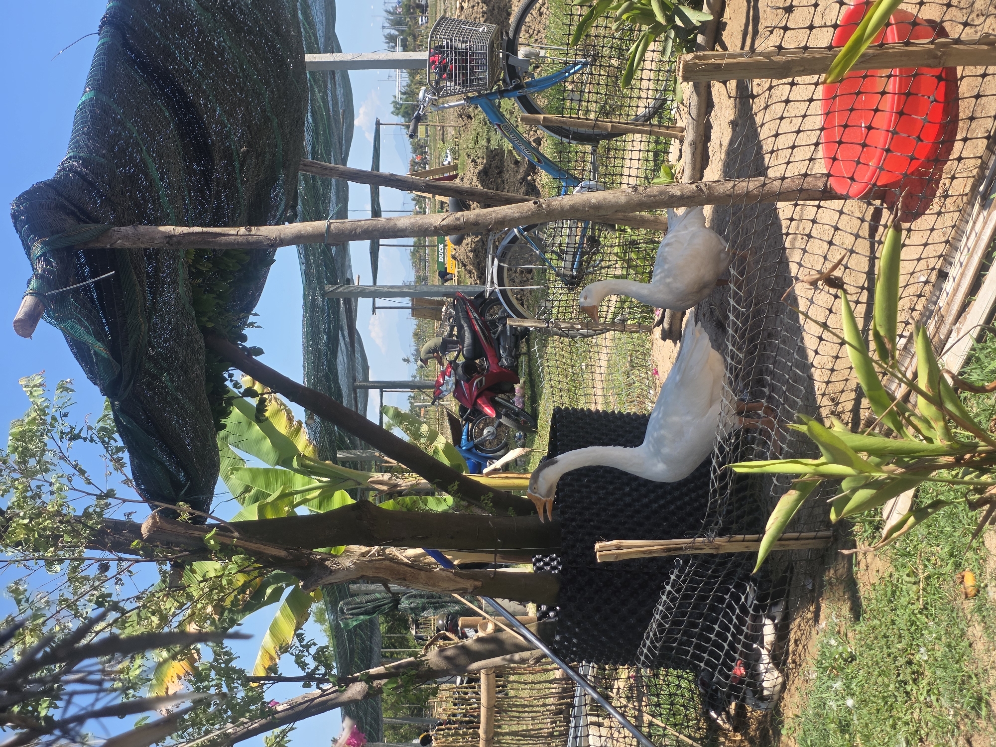 This outdoor image depicts a rural or semi-rural scene, likely in Đà Nẵng, Vietnam, under a bright, clear blue sky. The photo is rotated, showing the horizon line as vertical.
In the foreground, two domestic white geese are visible. One is standing upright with its head slightly lowered, while the other is partially obscured behind a black net fence. The fence, made of plastic mesh, separates the immediate area from the background. The ground is a mix of dry soil and sparse green grass, with some leafy plants and a cluster of long green seed pods in the bottom right corner. A red plastic bucket or tub is visible behind the fence.
The midground features various elements. A makeshift structure of wooden poles supports a dark green shade net or canopy, which covers part of the area. Lush green banana trees and other foliage grow around these wooden supports. Several vehicles are present: a blue bicycle with a metal basket on the handlebars is parked upright, and two motorbikes (one red, one black) are parked nearby. A person, wearing a light shirt and dark bottoms, is partially visible near the red motorbike.
In the background, open fields or cultivated land stretch towards what appears to be a body of water or distant landscape features. Utility poles or thin structures are scattered across the horizon. A yellow sign with the word "DUCK" is partially visible in the distance. The blue bicycle has text on its frame that appears to read "UNIK". The scene suggests a sunny day, with bright light casting shadows.
