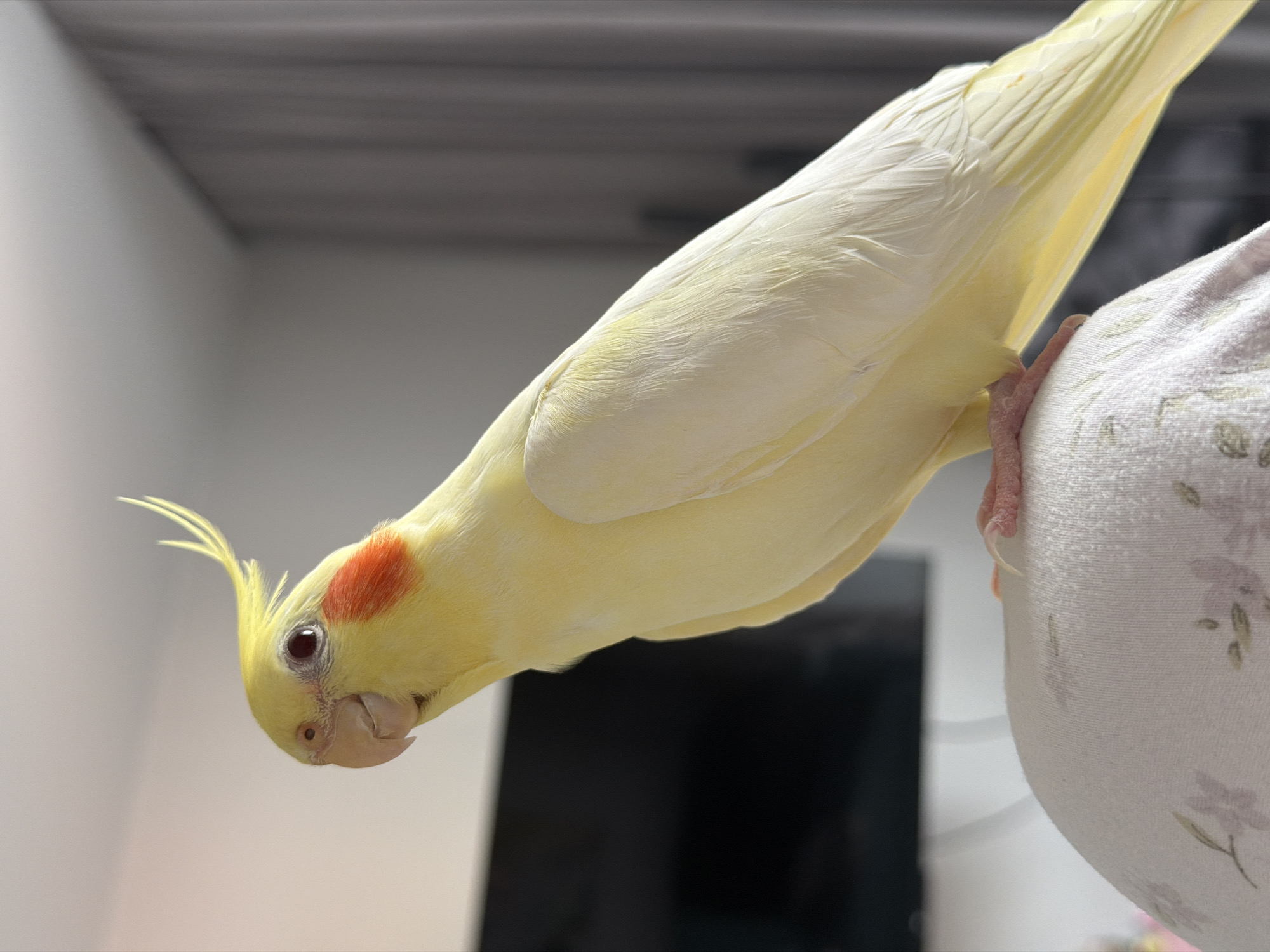 A light yellow cockatiel with bright orange cheek patches and a prominent crest is perched on a fabric-covered surface. The bird is looking to the left, with its eye clearly visible. The background is softly blurred, showing a wall with curtains on the right and a dark object, possibly a television, on the left. The lighting suggests an indoor setting, possibly a home. The image is a close-up shot, focusing on the bird's features and texture of its feathers. There is no indication of Krasnoyarsk, Russia, or any specific urban location.