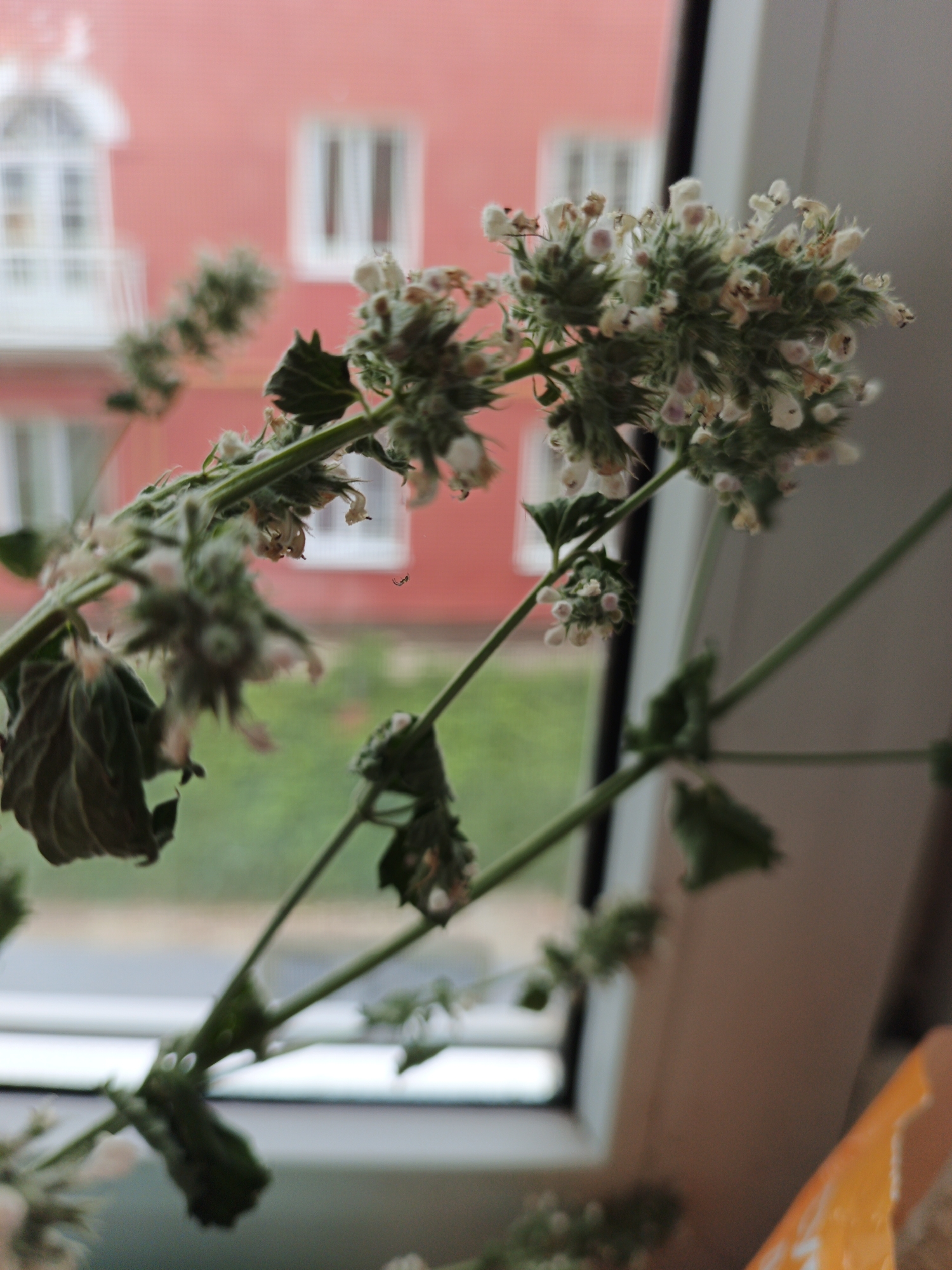 A close-up, indoor shot features a delicate flowering plant with pale white and pink blossoms. The plant has fuzzy stems and some wilting green leaves. In the blurred background, a pink building with white-trimmed windows is visible, suggesting an urban setting. A hint of green foliage can also be seen, possibly indicating trees or a garden outside. The plant is positioned in front of a window, with natural light illuminating the scene. The overall impression is one of a quiet, domestic moment, possibly a home or apartment. The location is specified as Medvedyovka, Russia.