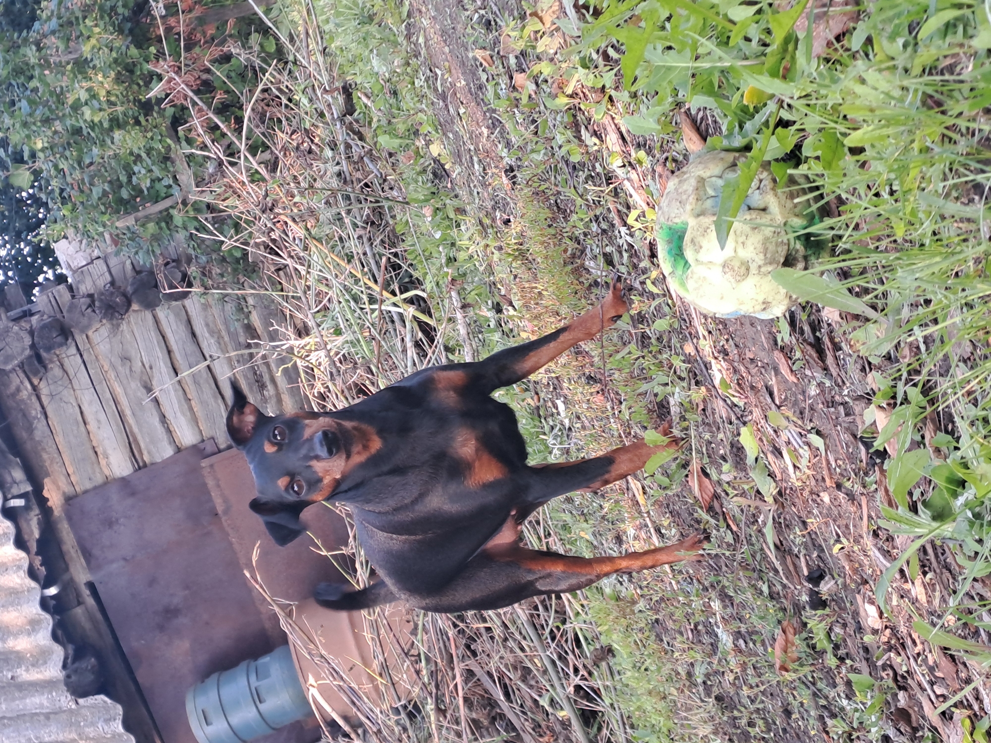 A black and tan Miniature Pinscher stands on a sloped, overgrown yard in front of a rustic wooden structure. The dog is facing the camera with its head tilted slightly. To the left of the dog, stacked blue barrels are visible. In the foreground, to the right of the dog, lies a dirty, deflated ball. The background features dry branches, green foliage, and the weathered wood of the building. The overall setting appears to be an outdoor, possibly rural, location in Полянки, Russia.